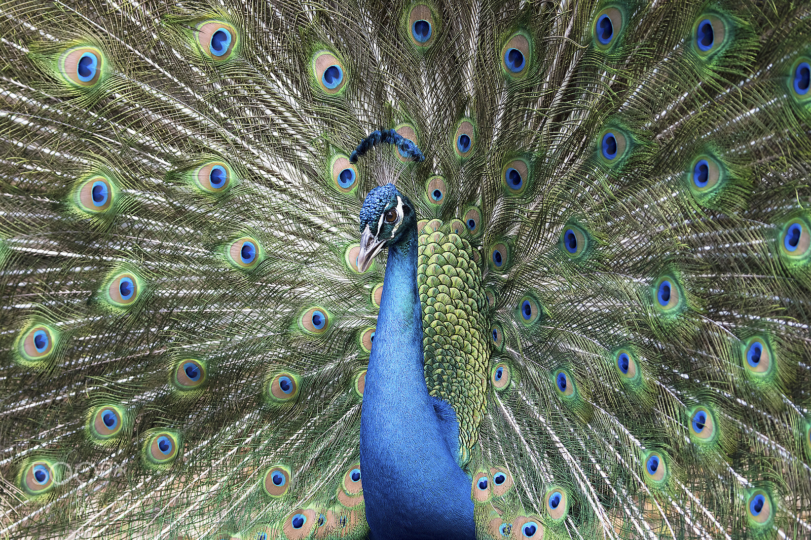Nikon D810 sample photo. Indian peafowl display photography