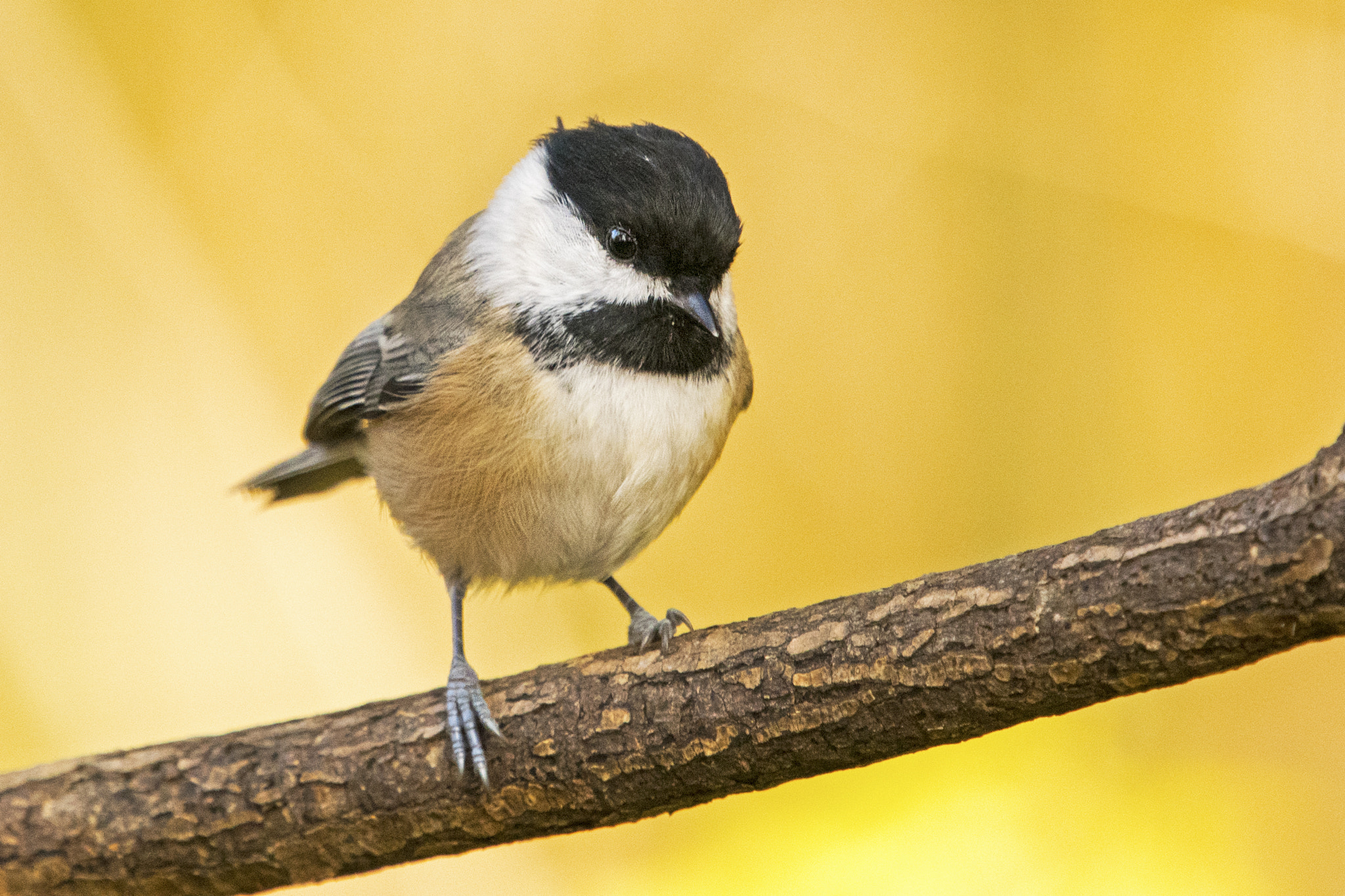 Nikon Nikkor AF-S 300mm F4E PF ED VR sample photo. Black-capped chickadee photography