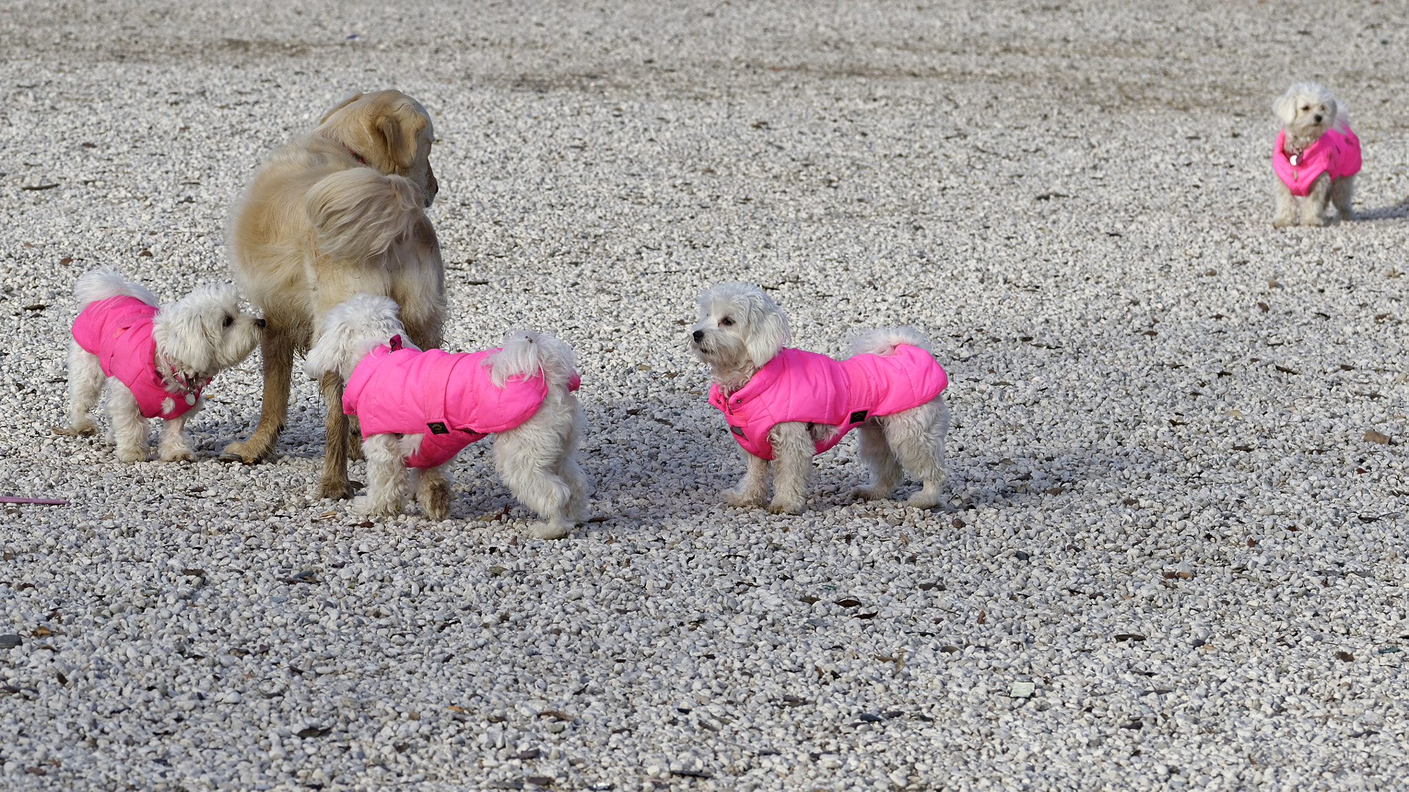 Sigma 105mm F2.8 EX DG OS HSM sample photo. The 4 pink poodles photography