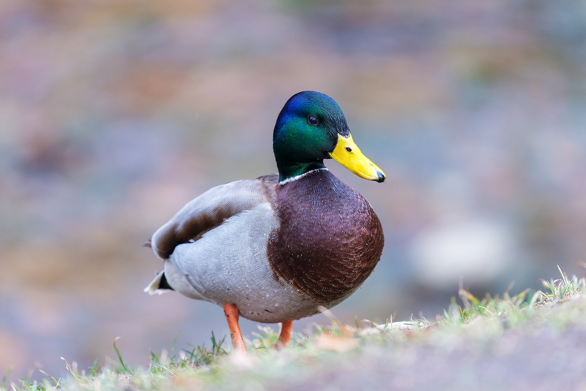 Nikon AF-S Nikkor 200-500mm F5.6E ED VR sample photo. Duck photography