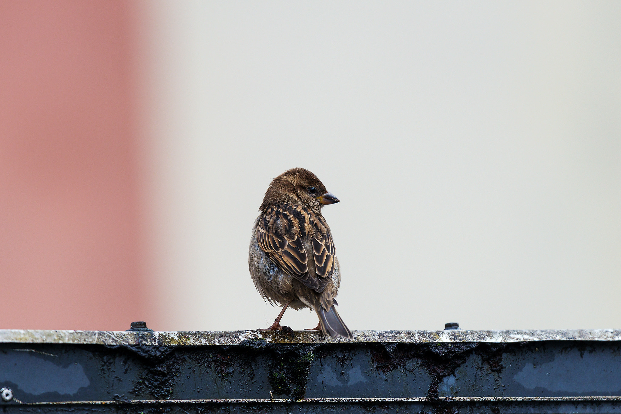 Nikon AF-S Nikkor 200-500mm F5.6E ED VR sample photo. Sparrow photography