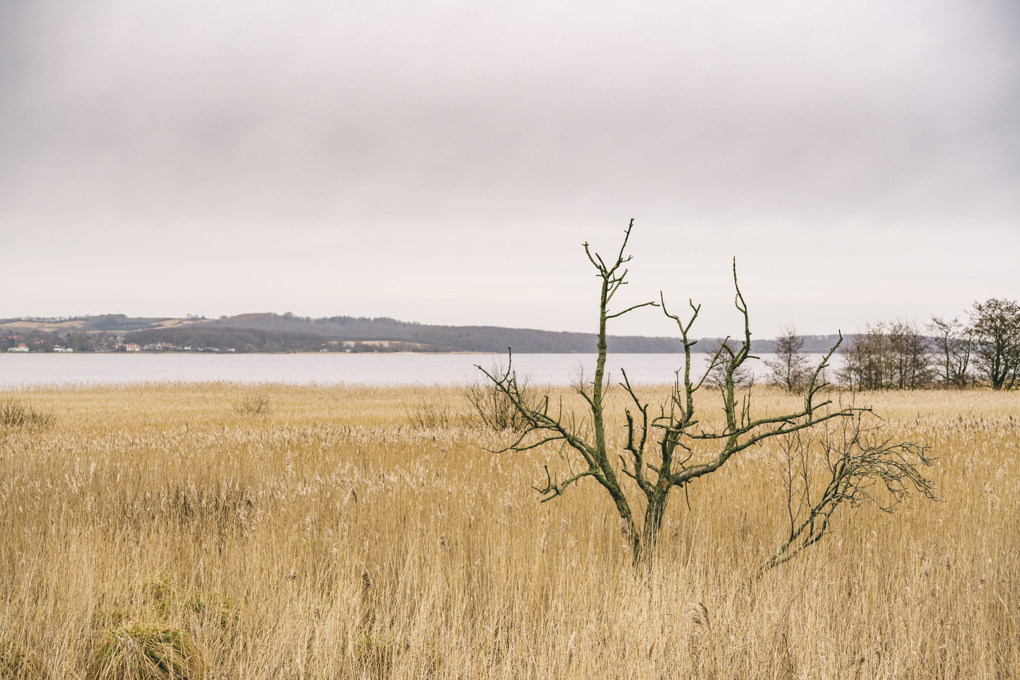 Sony a99 II sample photo. Small tree without leaves photography