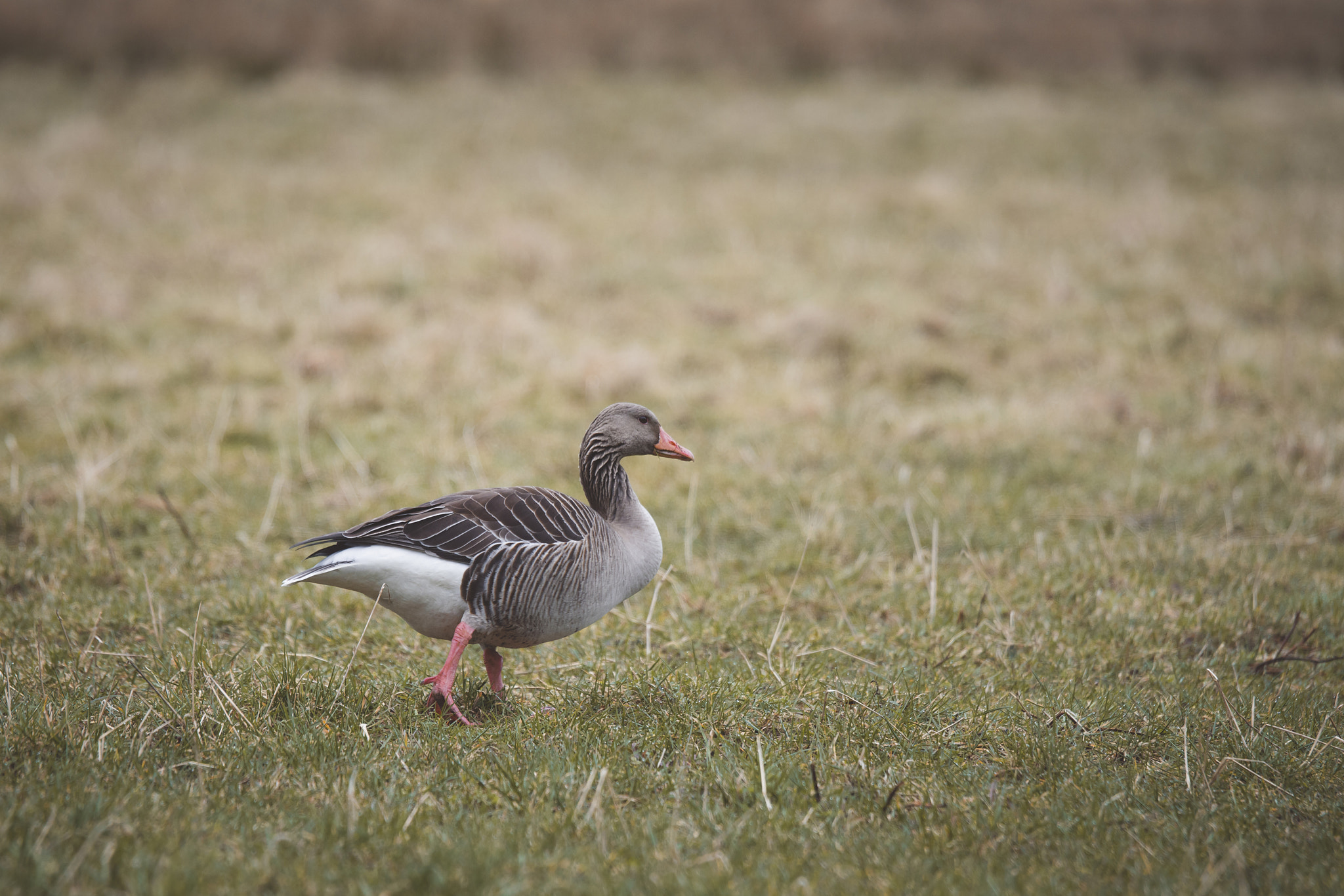 Sony 70-400mm F4-5.6 G SSM II sample photo. Grey goose walking on grass photography