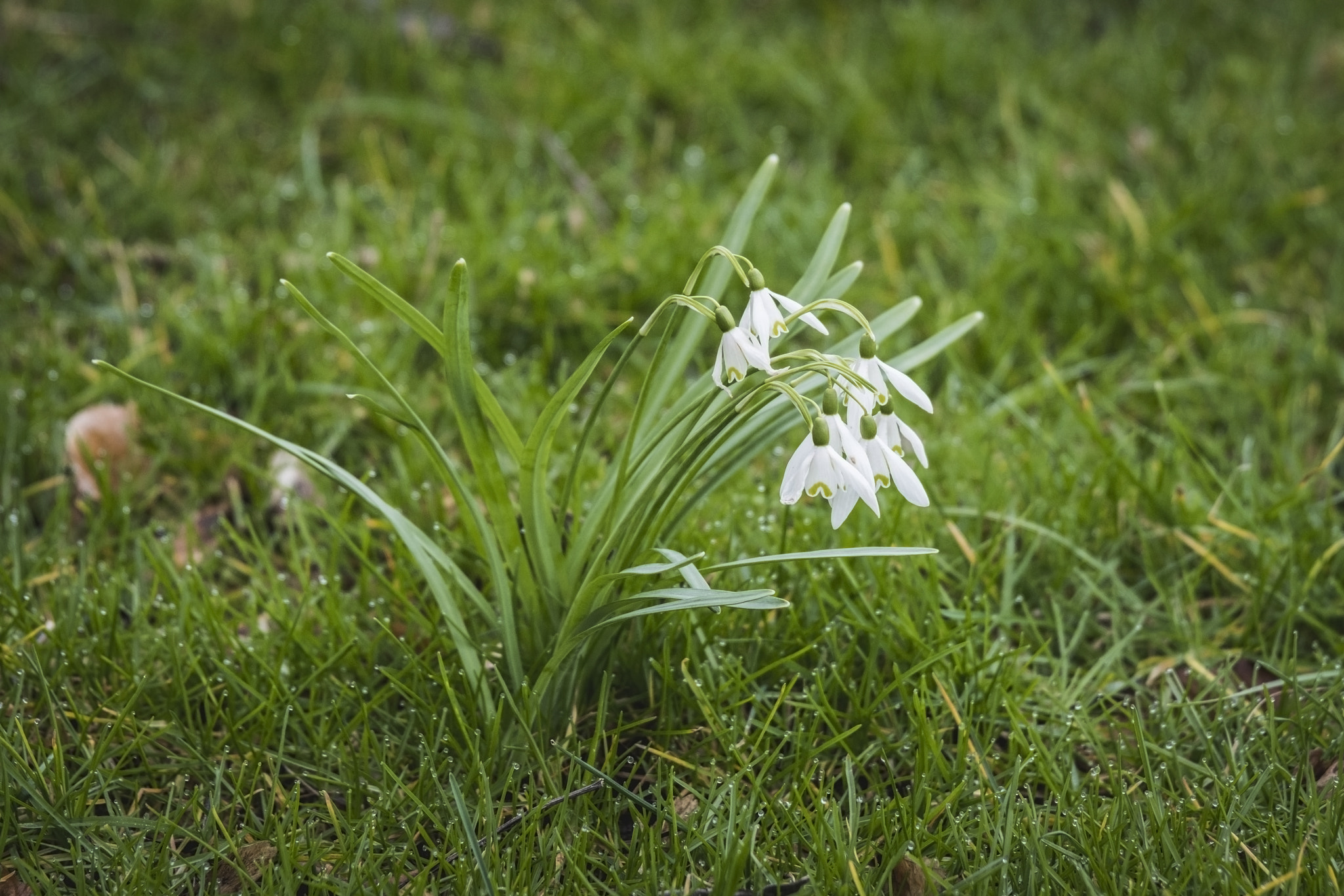 Sony 70-400mm F4-5.6 G SSM II sample photo. Snowdrop flowers on a green lawn photography