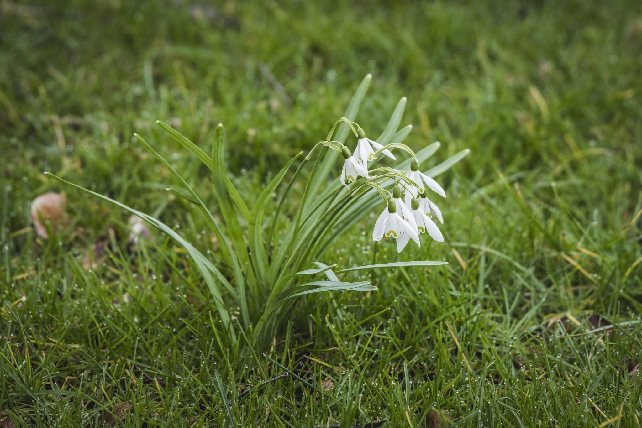 Sony a99 II sample photo. Snowdrop flowers on a green lawn photography