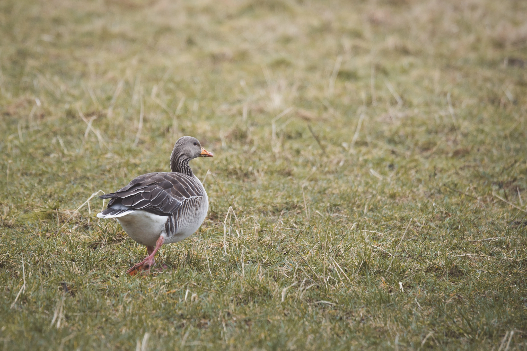 Sony a99 II + Sony 70-400mm F4-5.6 G SSM II sample photo. Goose with grey feathers photography