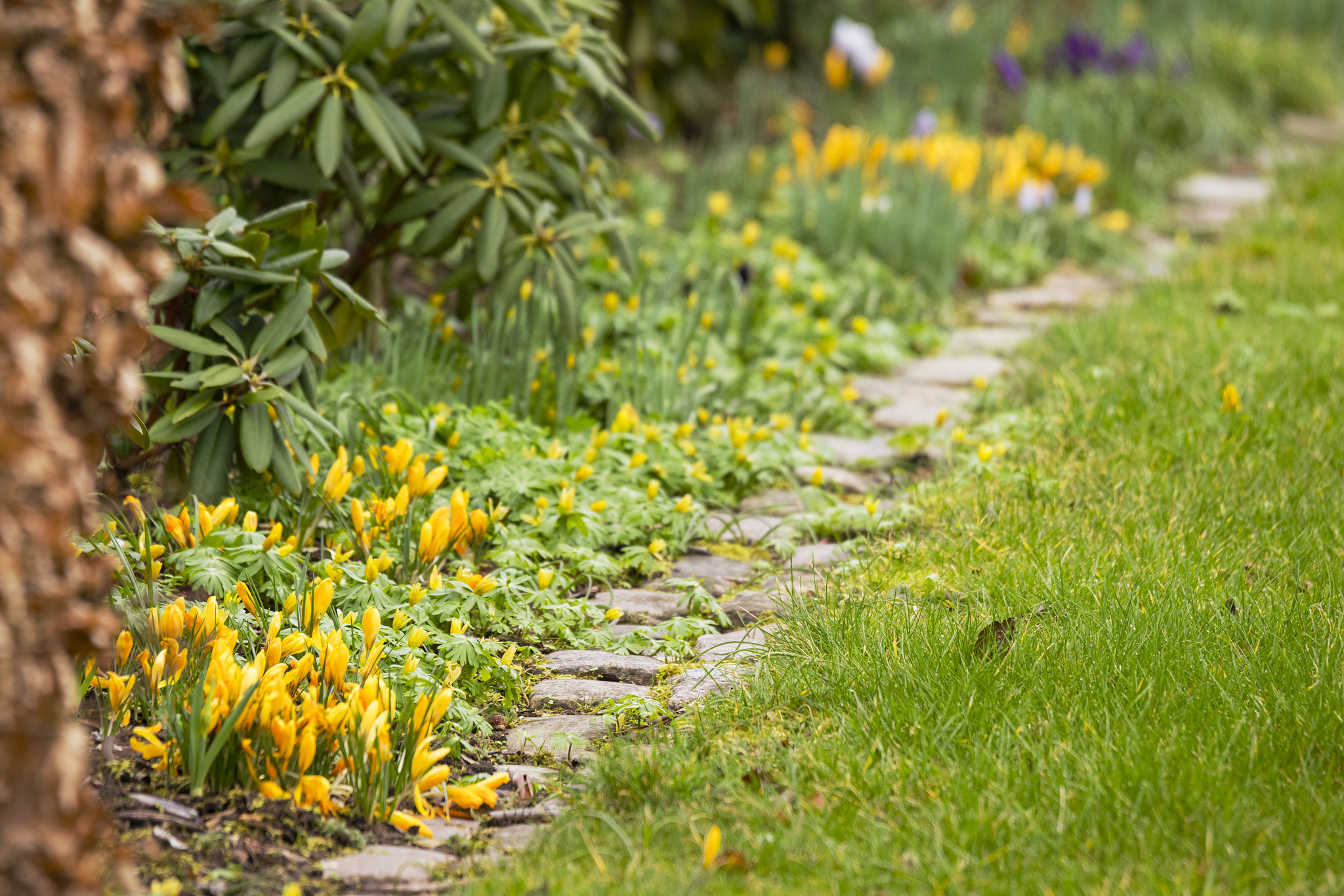 Sony a99 II sample photo. Spring flowers in  beautiful colors photography