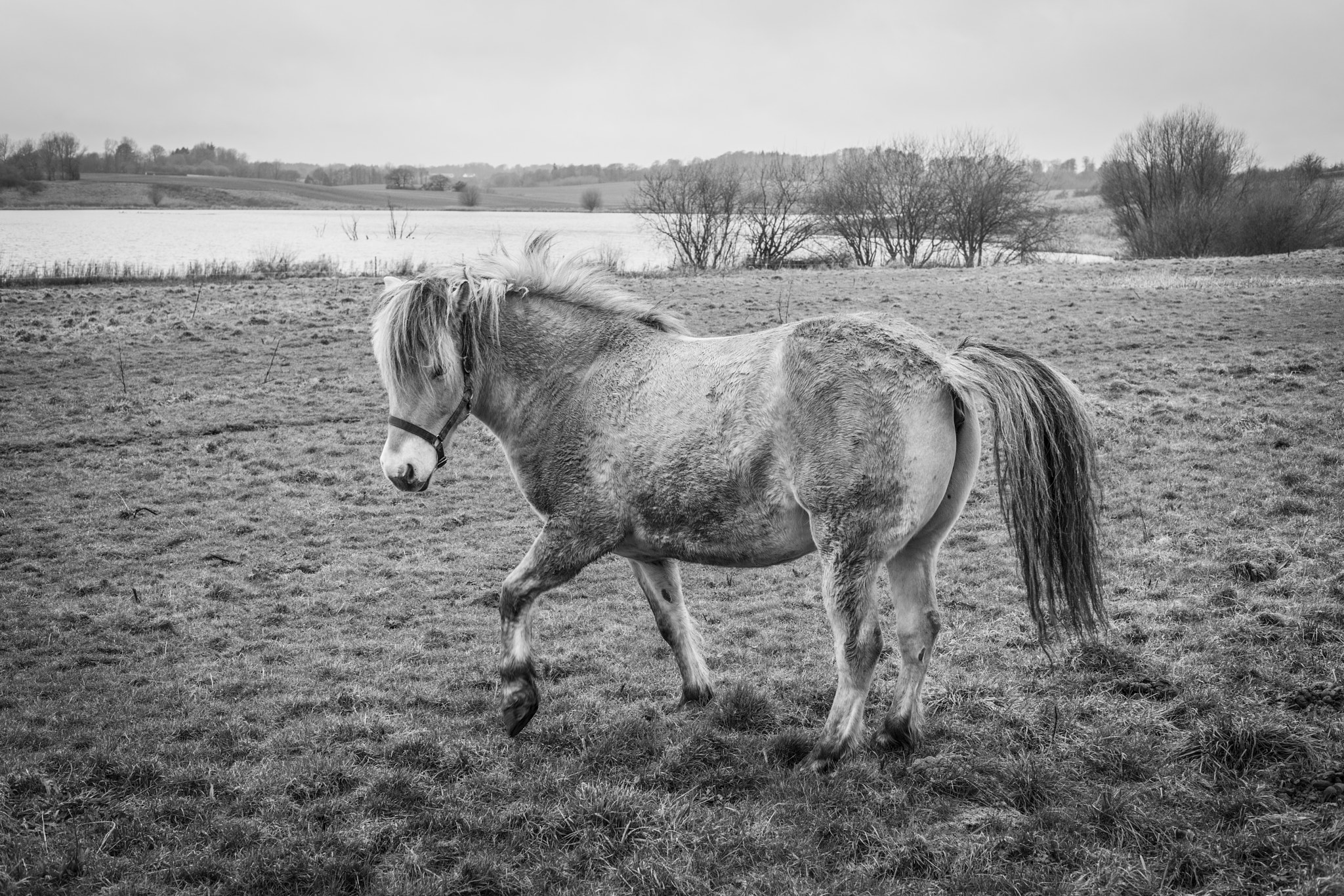 Sony a7R + Sony 50mm F1.4 sample photo. Horse on a field in rural surroundings photography