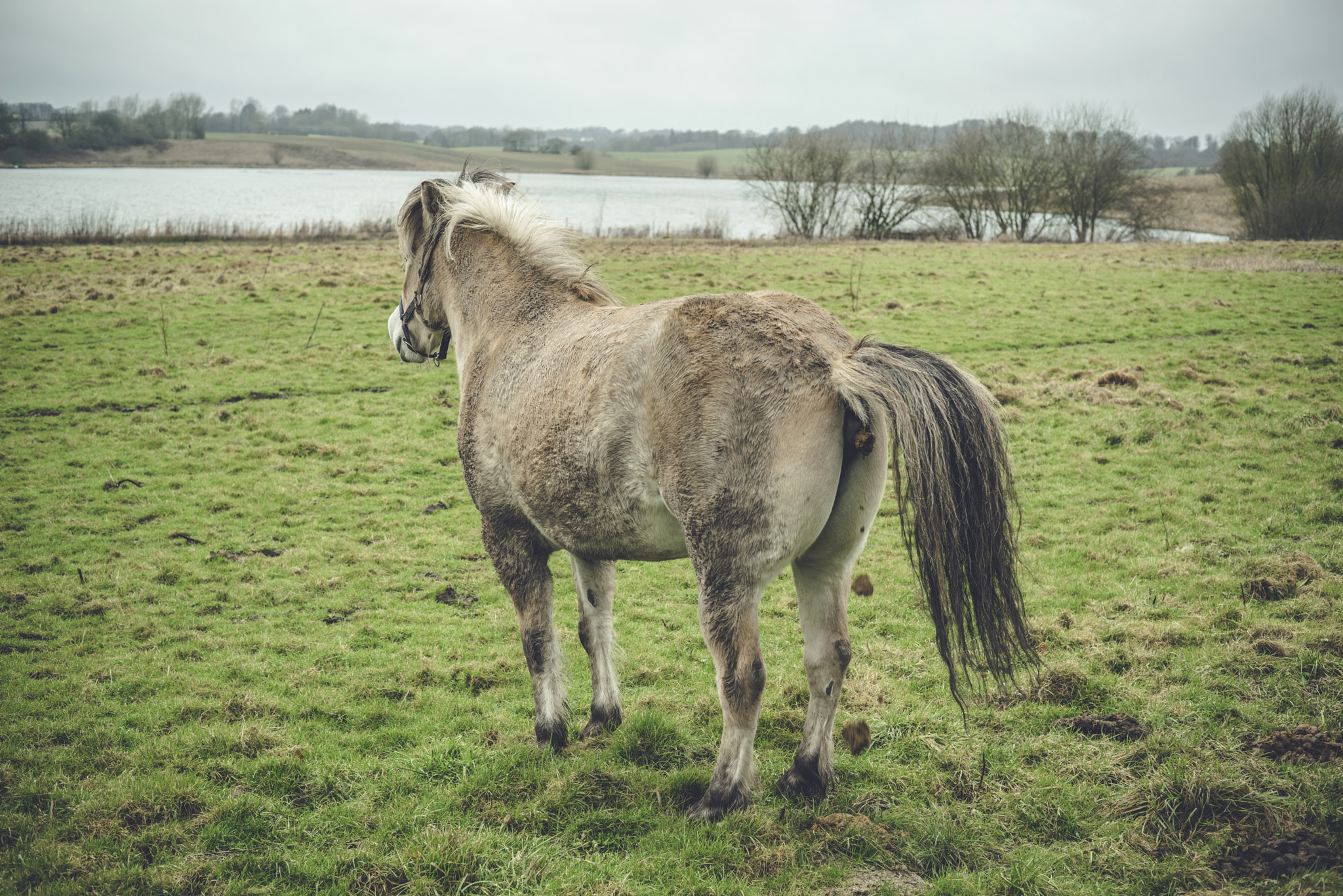 Sony a7R + Sony 50mm F1.4 sample photo. Horse taking a dump on a field photography