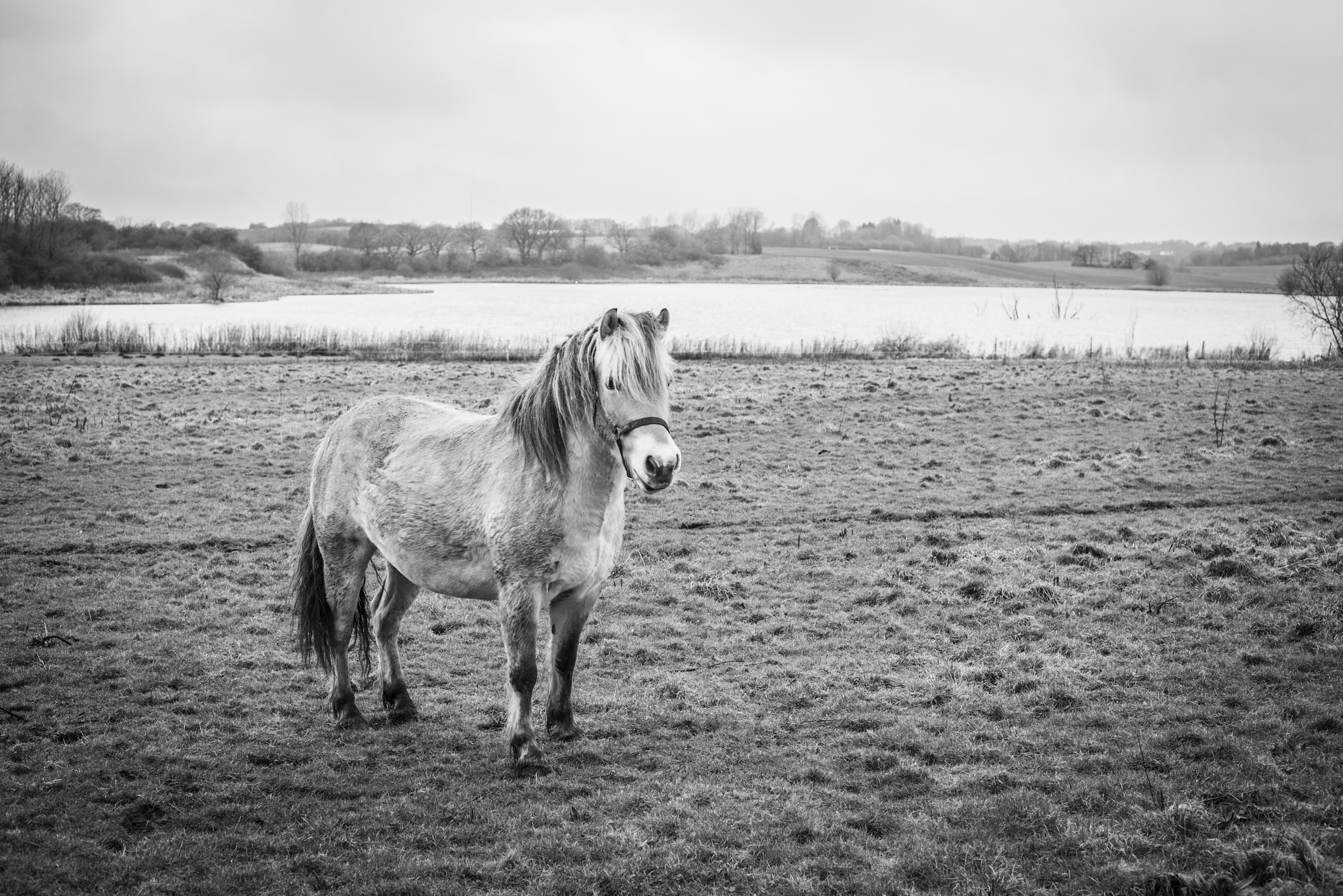 Sony a7R + Sony 50mm F1.4 sample photo. Small horse on a field by a lake photography