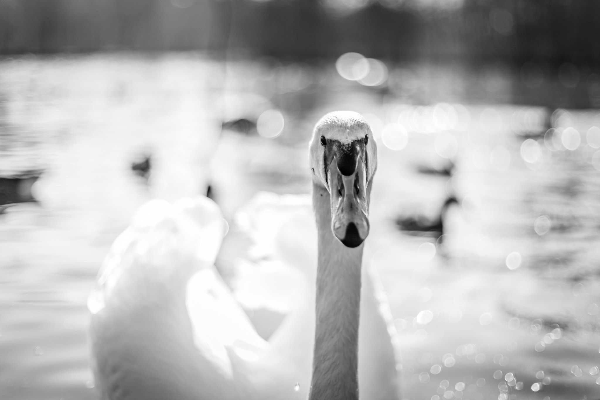 Sony a7R + Sony 50mm F1.4 sample photo. Swan close-up in black and white photography