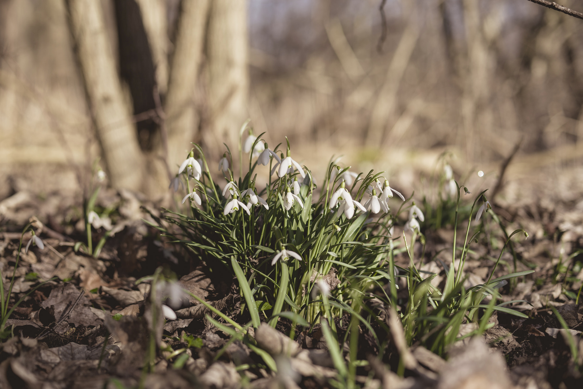 Sony a7R + Sony 50mm F1.4 sample photo. Snowdrops in a forest in march photography