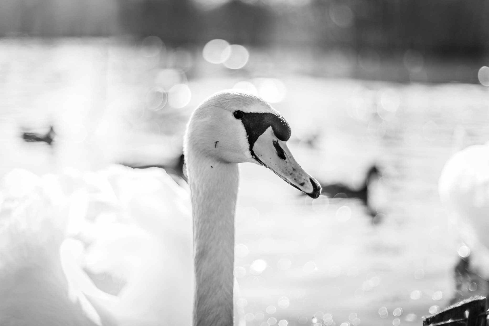 Sony a7R + Sony 50mm F1.4 sample photo. Swan in a lake in monochrome colors photography