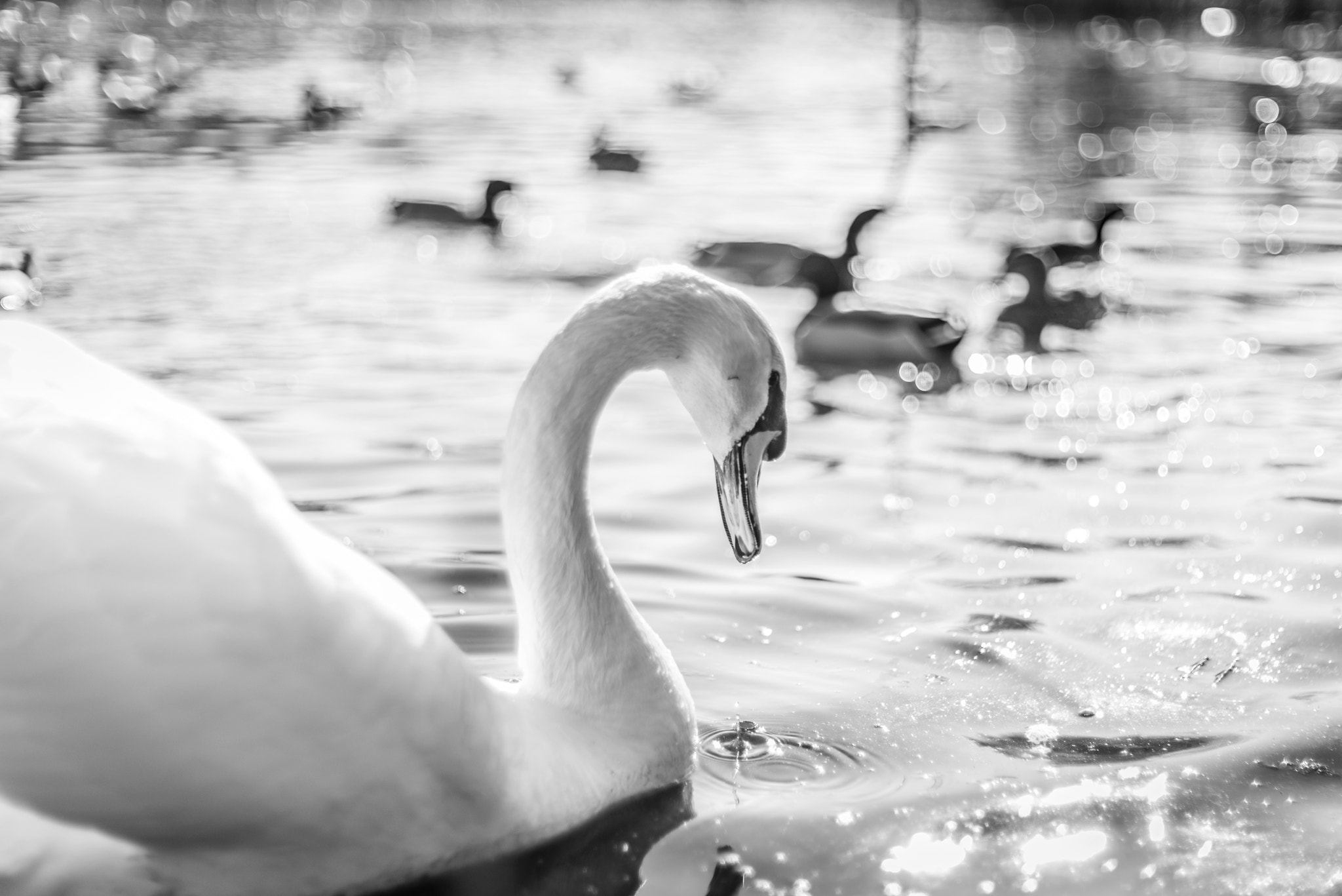 Sony a7R + Sony 50mm F1.4 sample photo. Swan in a lake in black and white photography