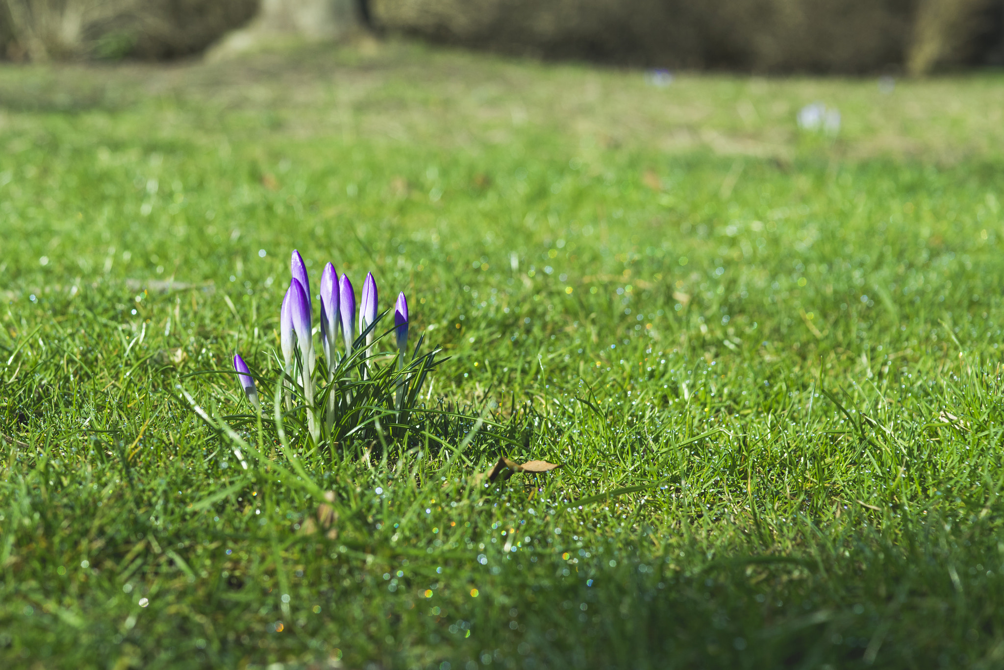Sony a7R + Sony 50mm F1.4 sample photo. Crocus flowers in purple colors photography