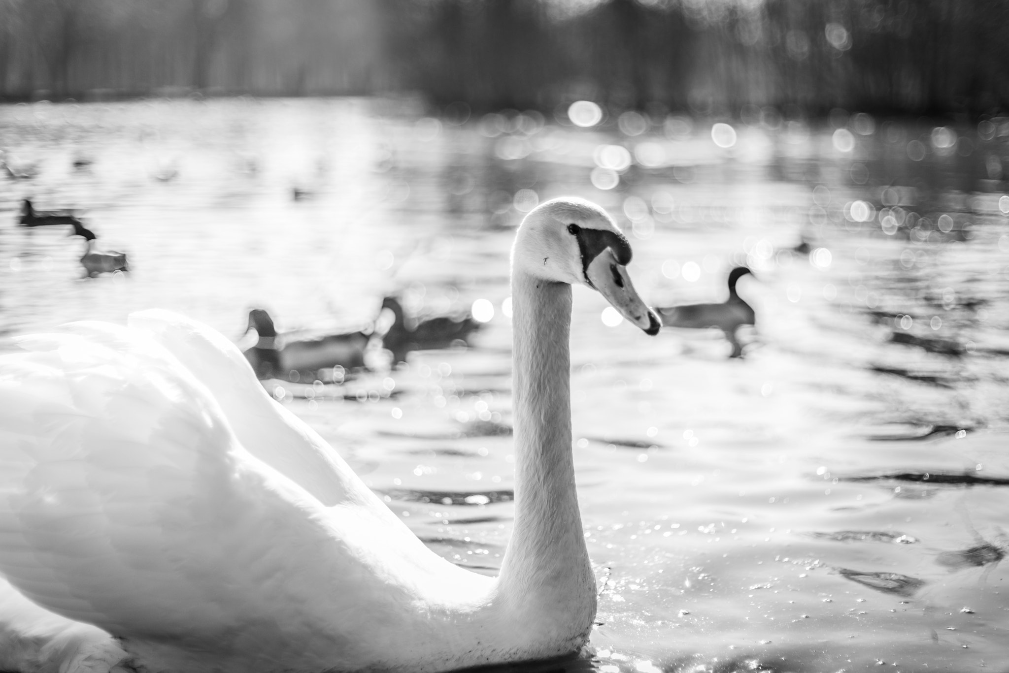 Sony a7R + Sony 50mm F1.4 sample photo. Wild birds in a lake in monochrome colors photography