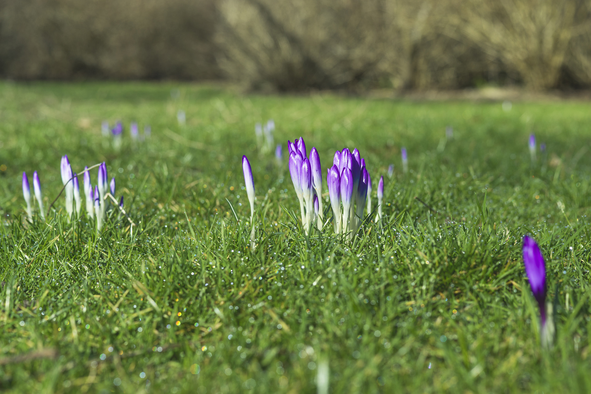 Sony a7R sample photo. Crocus flowers in the spring in purple colors photography