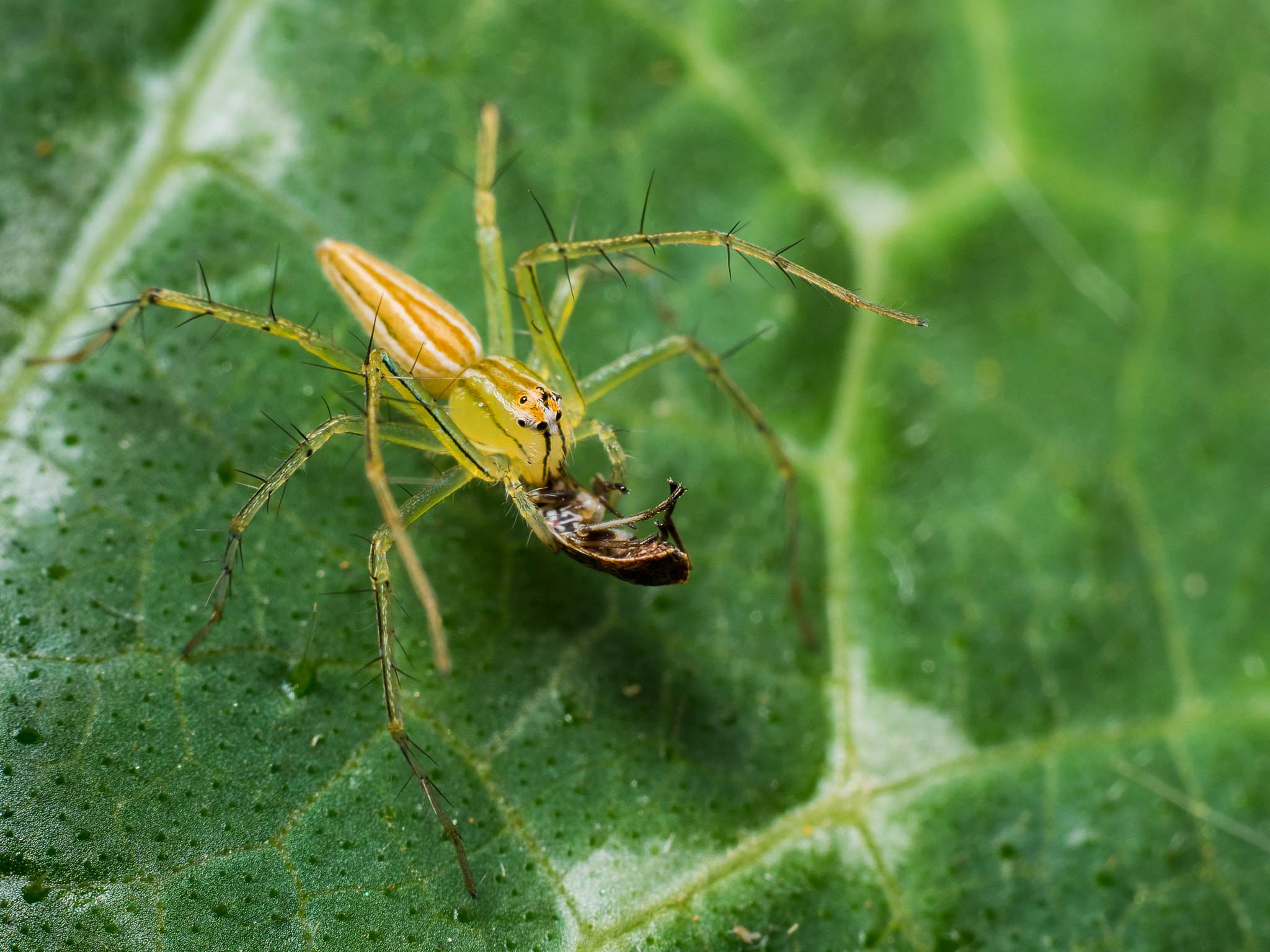 Olympus OM-D E-M5 II + OLYMPUS 35mm Lens sample photo. Spider eats bug photography