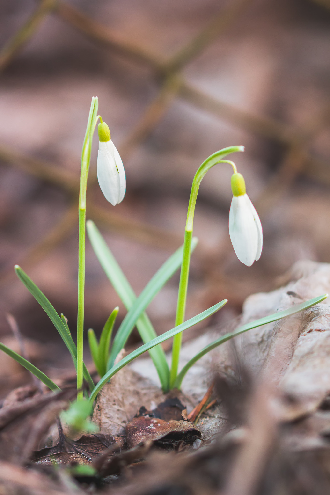 Canon EOS 60D + Sigma 105mm F2.8 EX DG OS HSM sample photo. Snowdrops photography