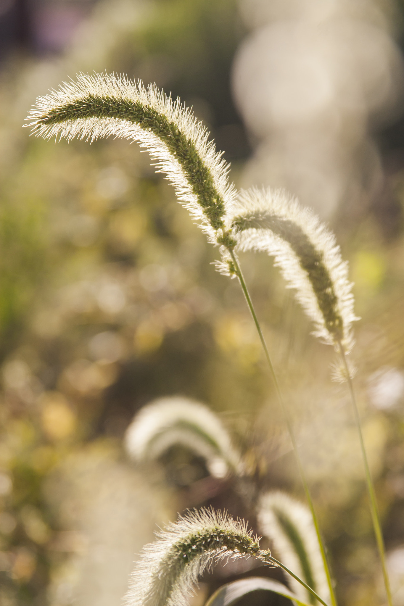 Canon EF 28-135mm F3.5-5.6 IS USM sample photo. Summer photography