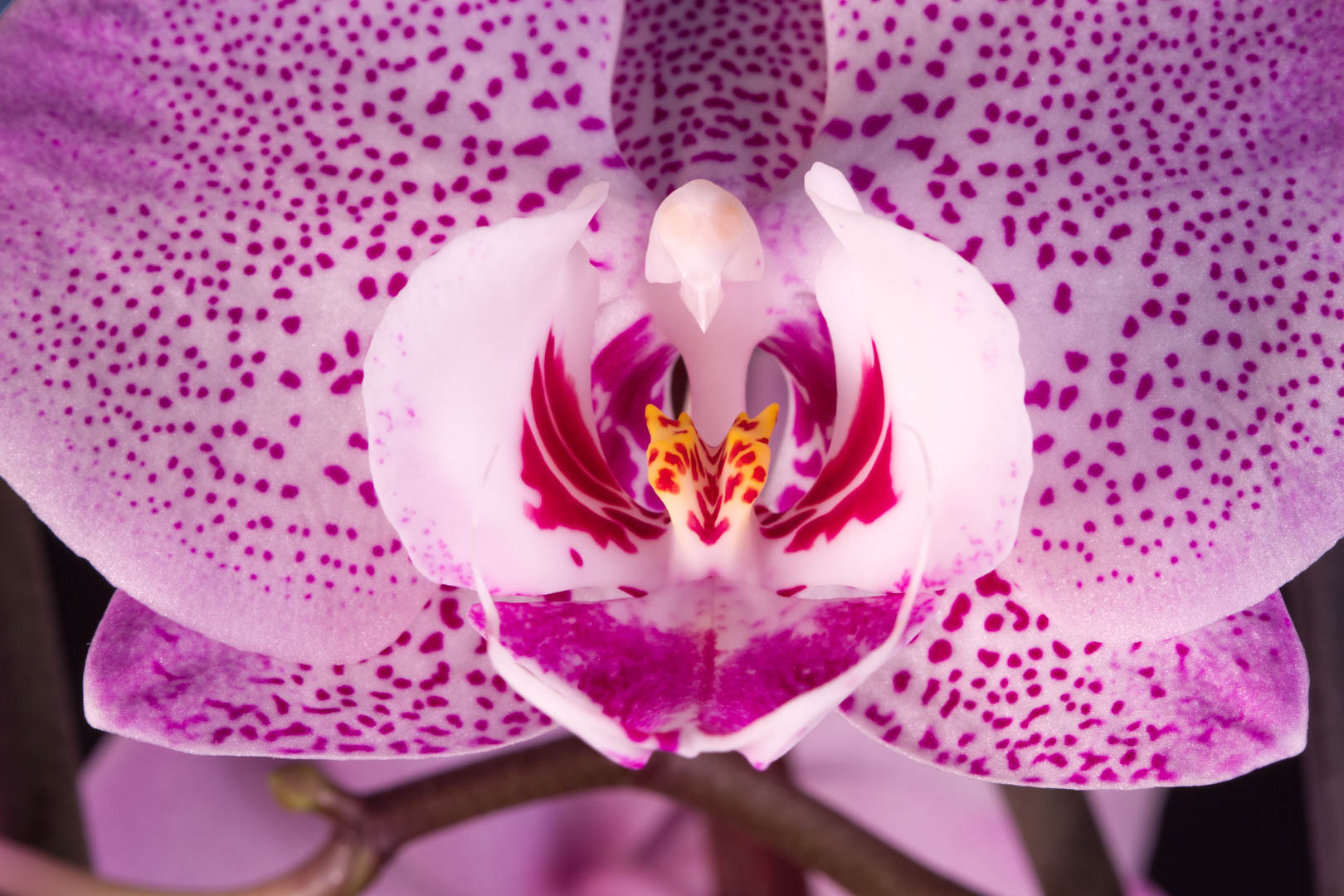 Canon EF 100mm F2.8 Macro USM sample photo. Simply orchids photography