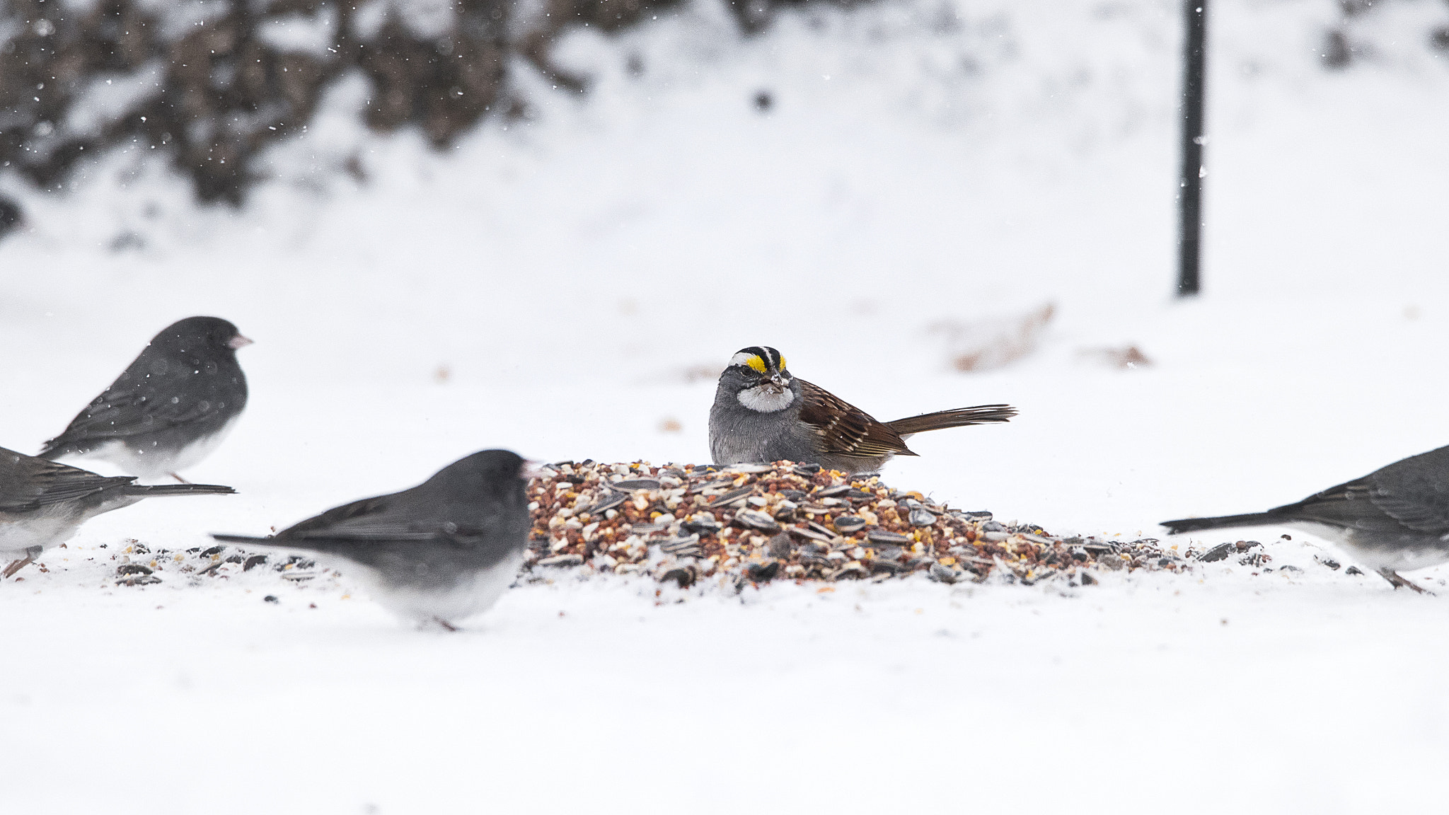 Nikon D750 + Sigma 50mm F2.8 EX DG Macro sample photo. White throated sparrow photography