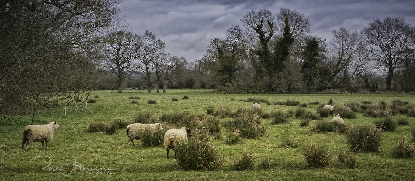Canon EF 70-300mm F4-5.6L IS USM sample photo. Sheep may safely graze photography