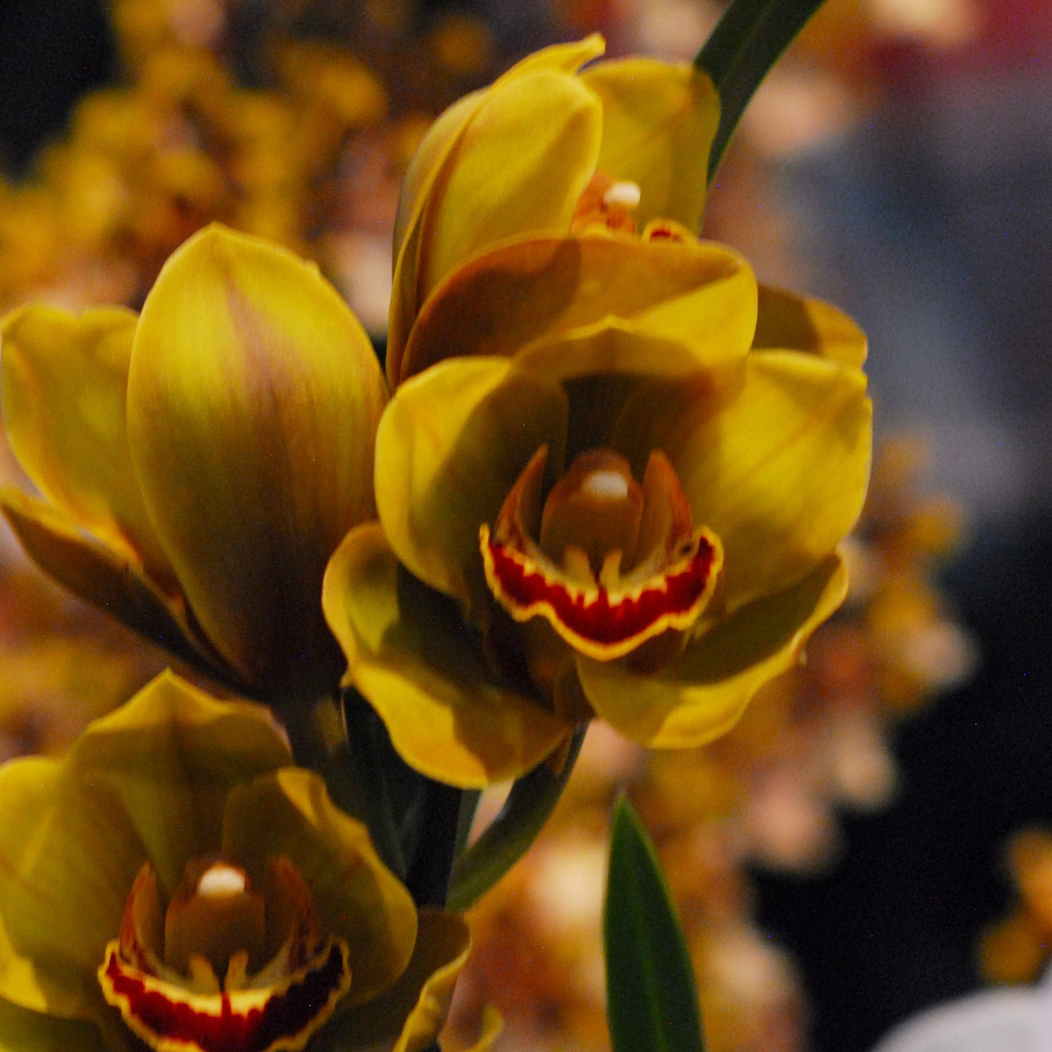 Nikon D200 sample photo. Orchid photography