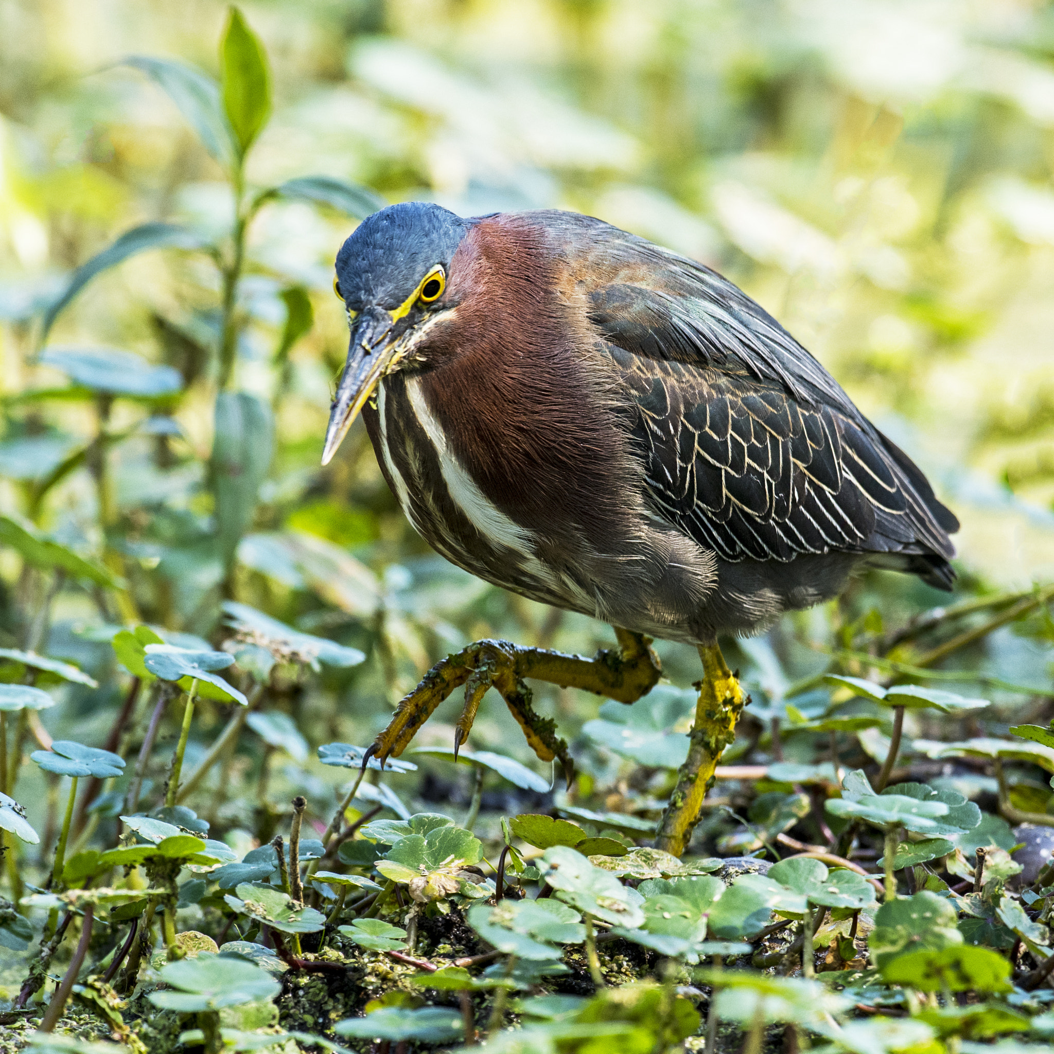 Nikon AF-S Nikkor 600mm F4G ED VR sample photo. Green heron- in the marsh photography