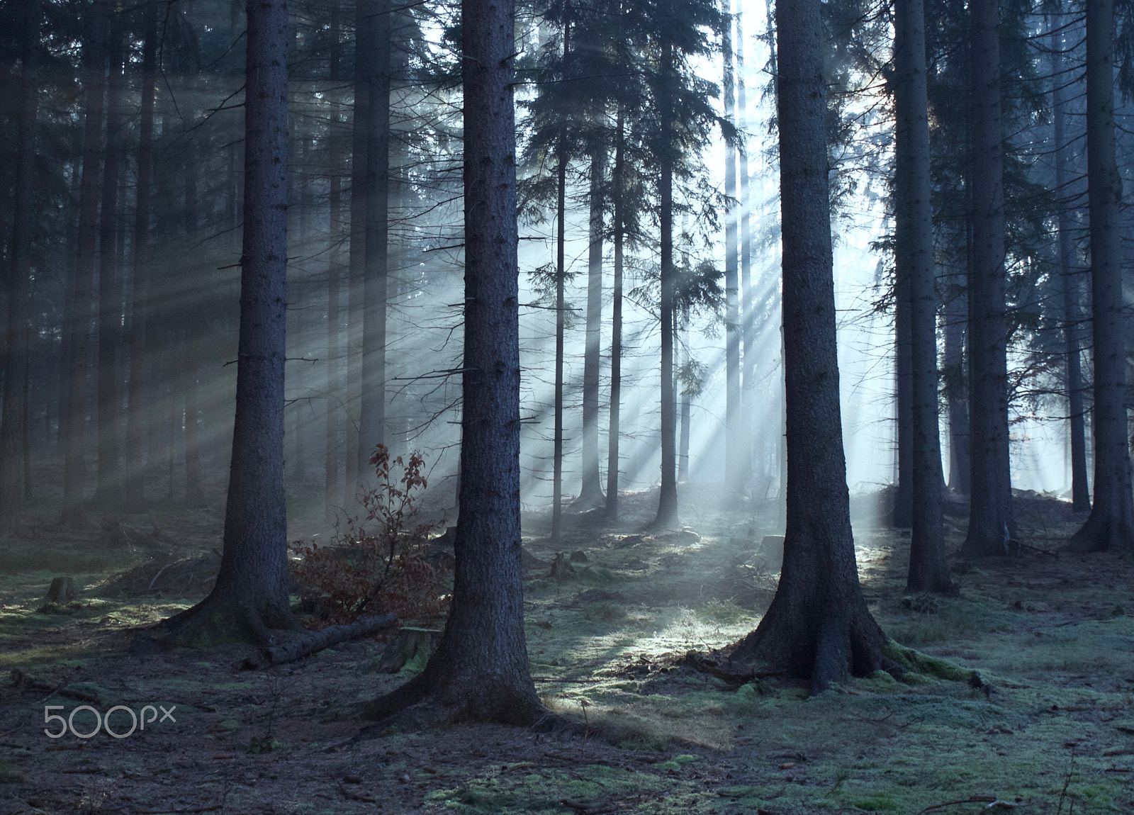 Olympus Zuiko Digital ED 14-42mm F3.5-5.6 sample photo. Forest whispers... poland, december 2016 photography