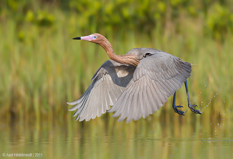 Canon EF 500mm F4L IS USM sample photo. Reddish egret photography