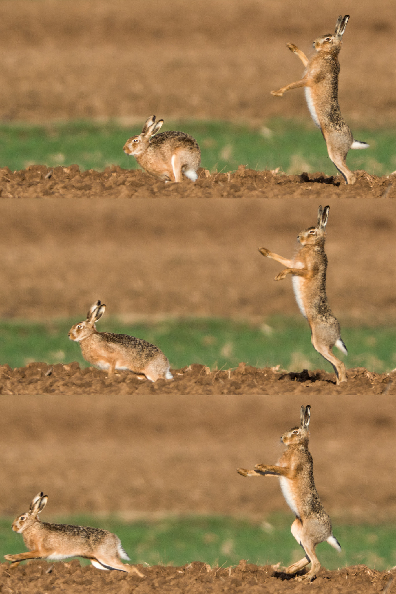 OLYMPUS 300mm Lens sample photo. The king of hare photography