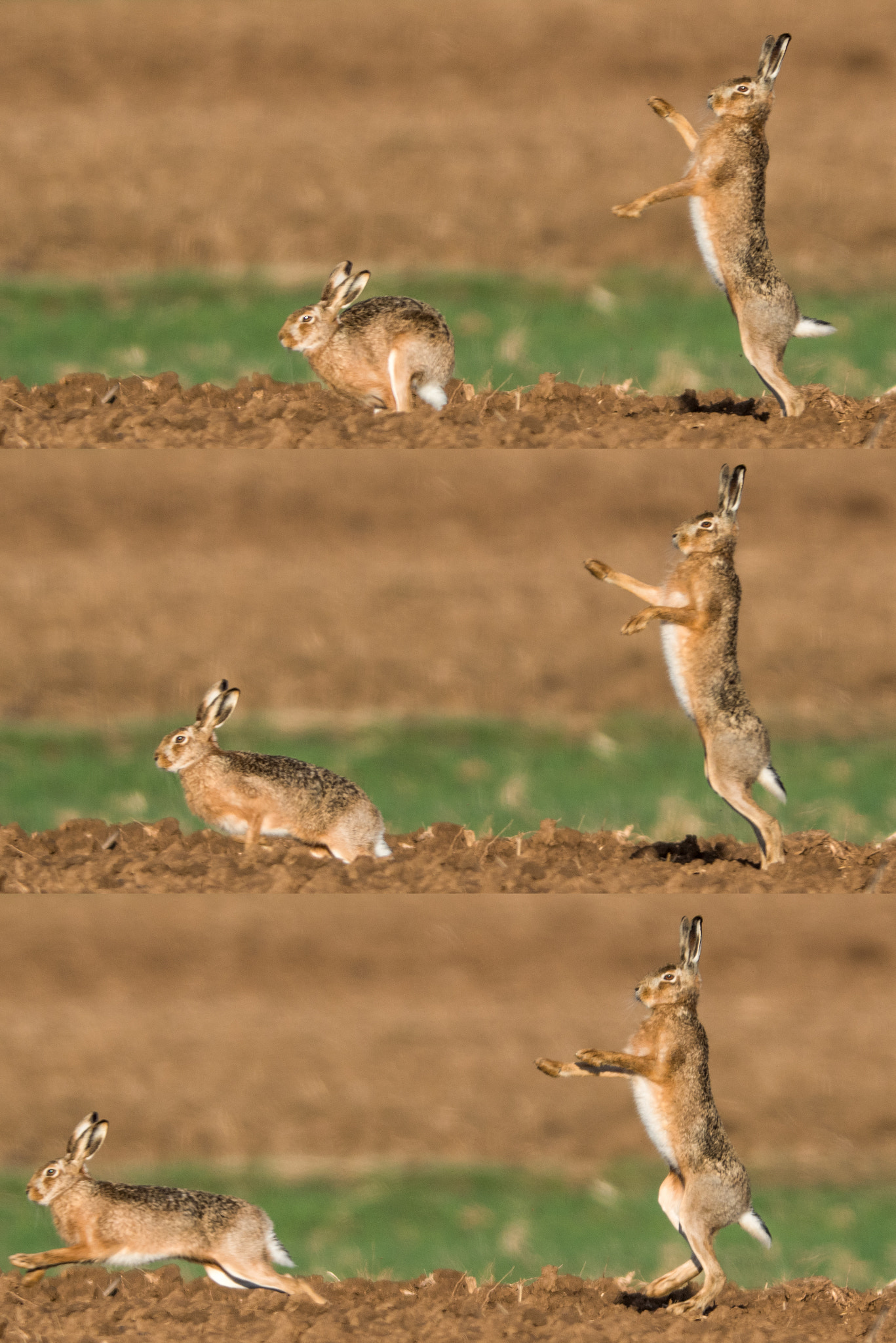 OLYMPUS 300mm Lens sample photo. The king of hare photography