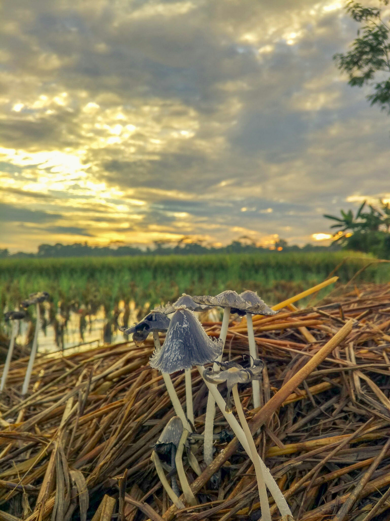 Xiaomi Mi-4c sample photo. Morning photography