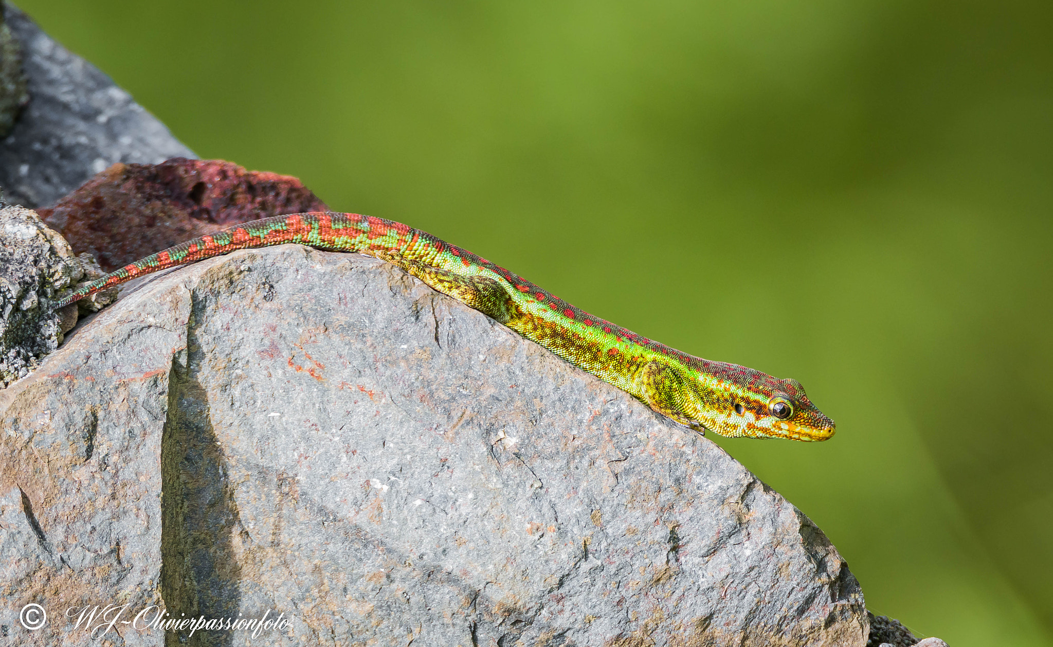 Tamron SP 150-600mm F5-6.3 Di VC USD sample photo. Gecko vert des hauts photography