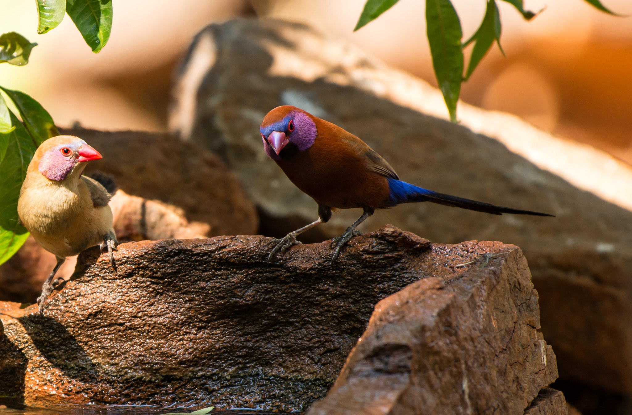 Nikon AF-S Nikkor 200-500mm F5.6E ED VR sample photo. Violet-eared waxbill male an female photography