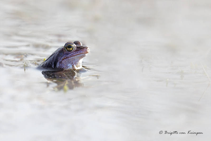 Canon EOS 60D sample photo. Blue by you photography