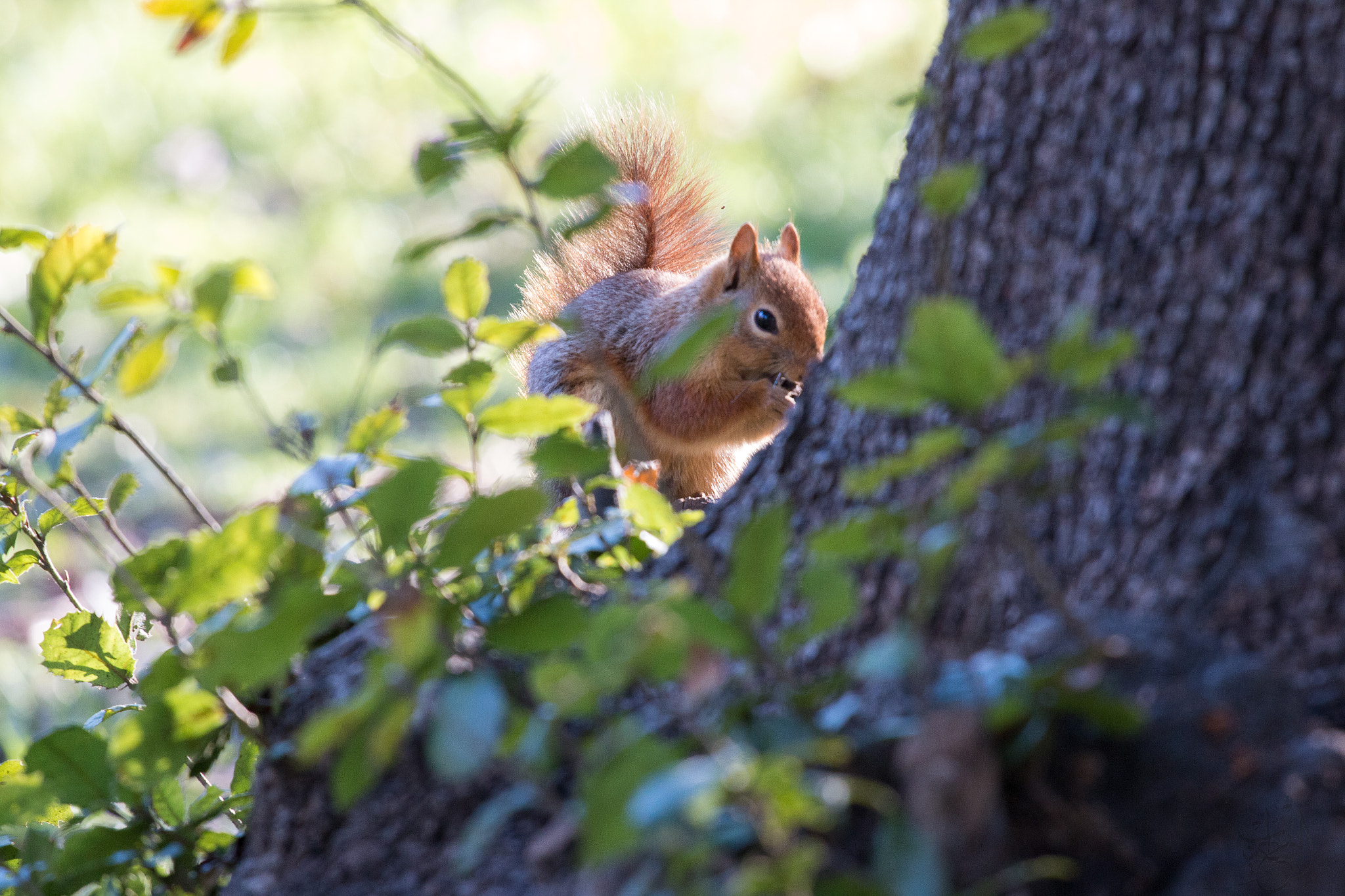 Canon EOS 70D + Canon EF 70-200mm F4L USM sample photo