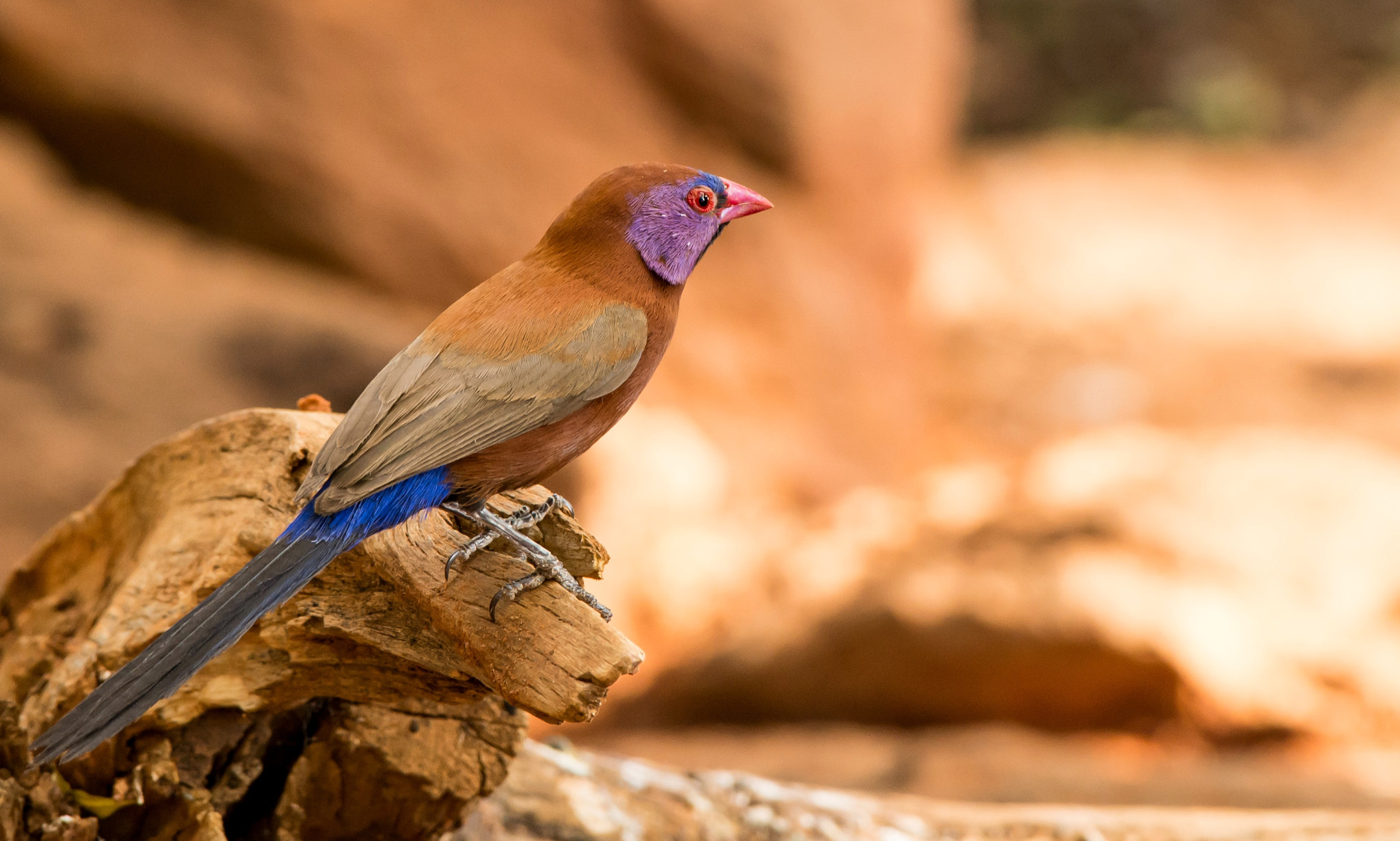 Nikon AF-S Nikkor 200-500mm F5.6E ED VR sample photo. Violet-eared waxbill male photography