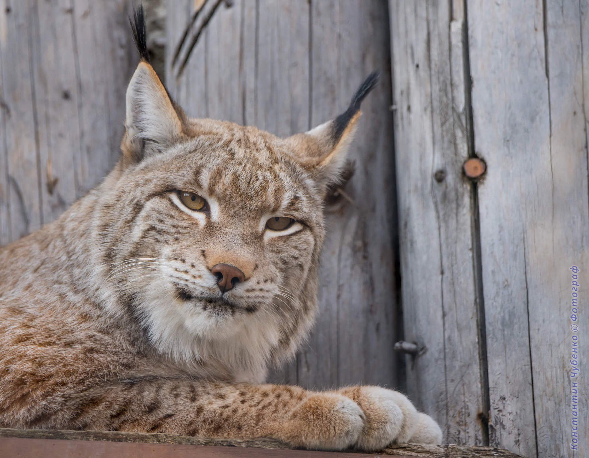 Sony a99 II + Sony 70-400mm F4-5.6 G SSM II sample photo. *** photography