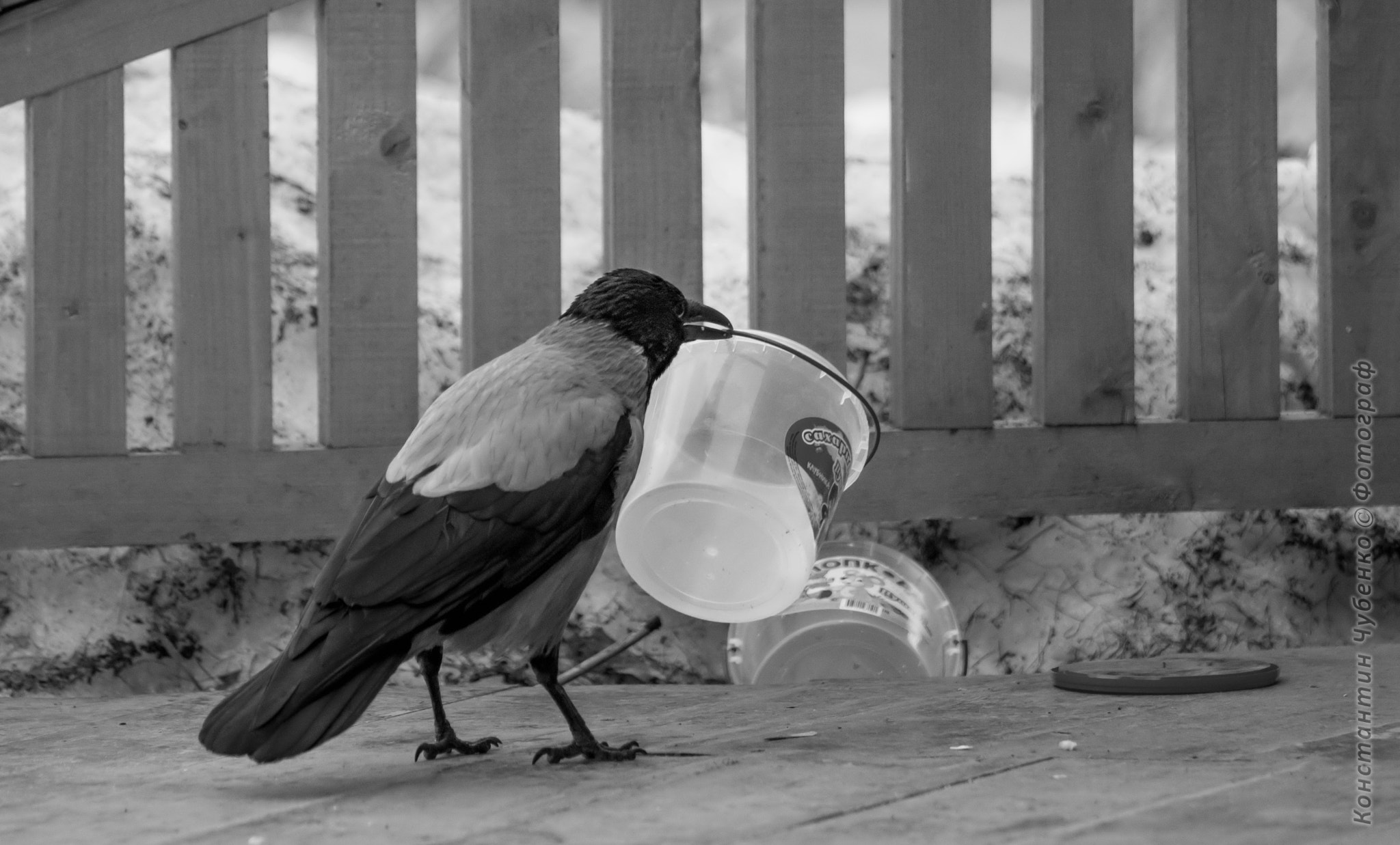 Sony 70-400mm F4-5.6 G SSM II sample photo. *** photography