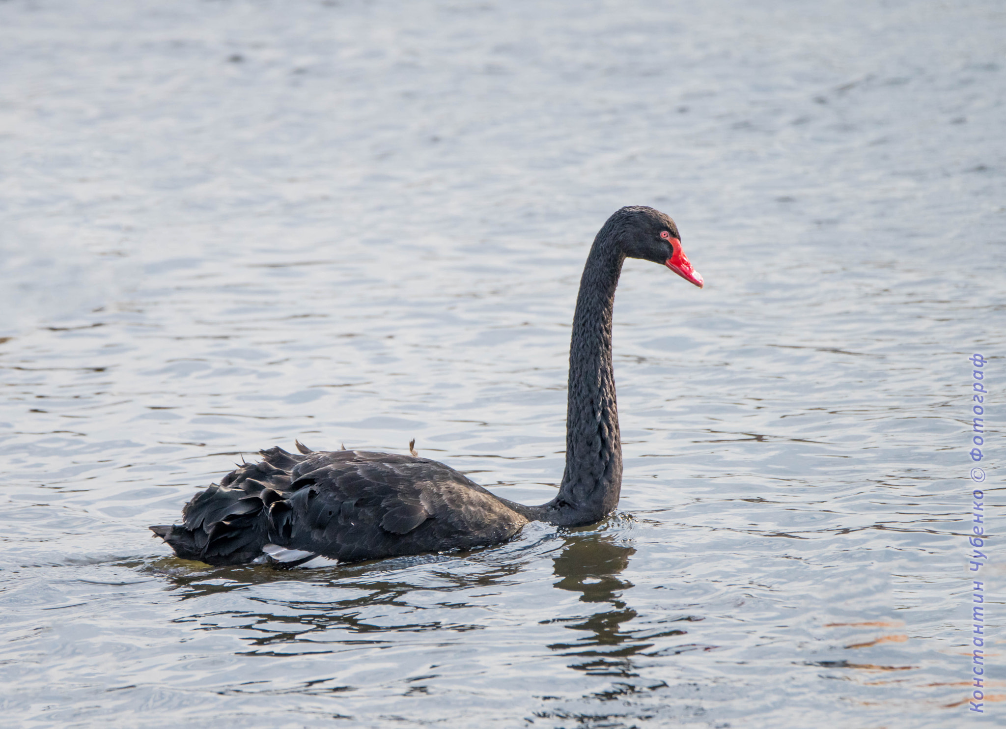 Sony a99 II sample photo. *** photography