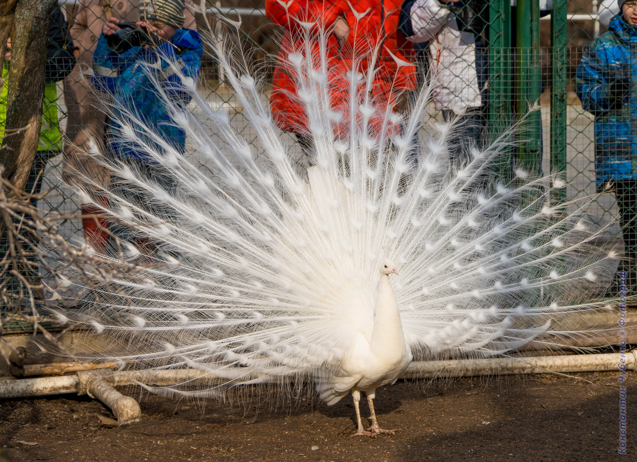 Sony a99 II + Sony 70-400mm F4-5.6 G SSM II sample photo. *** photography