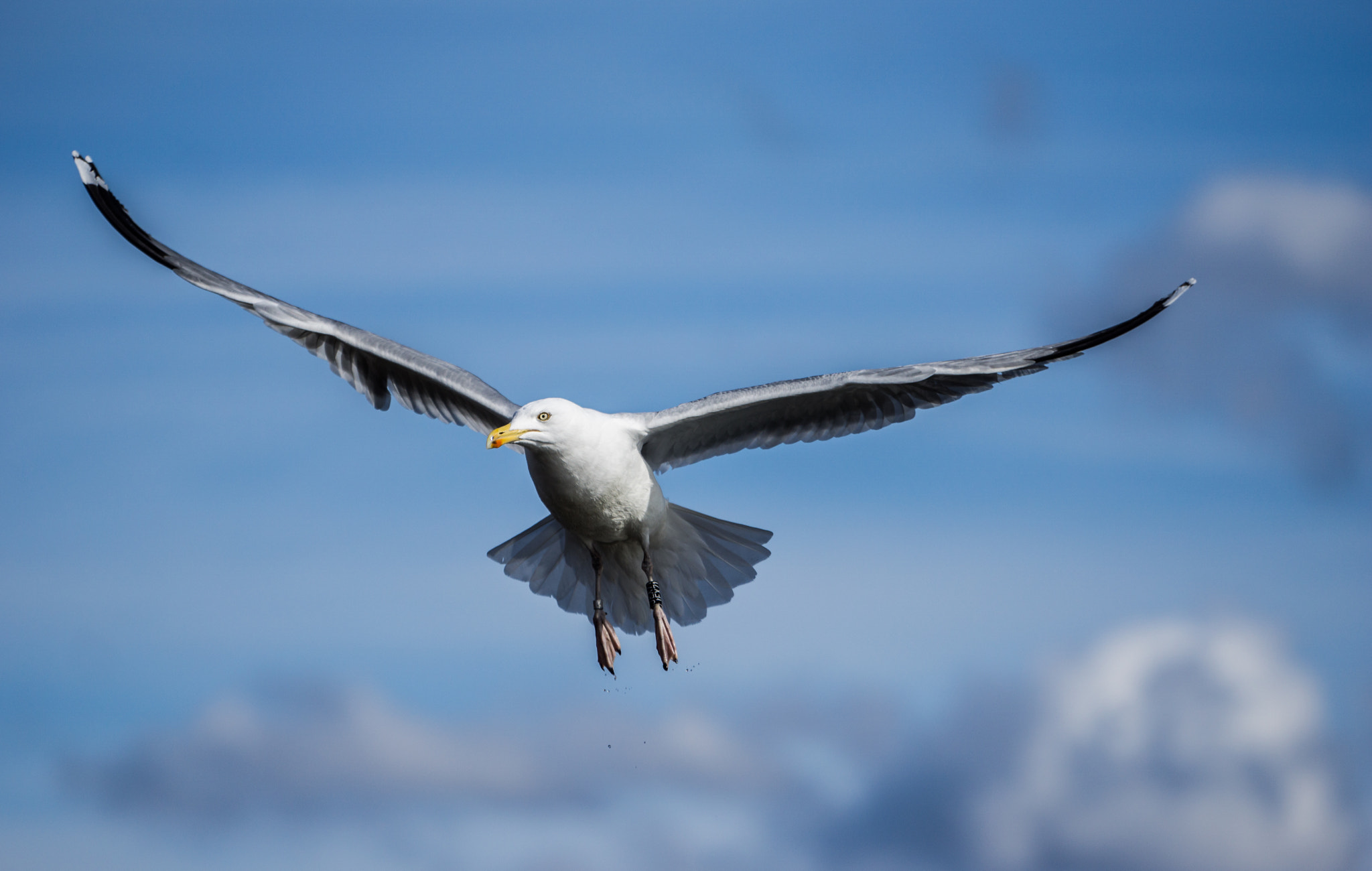Sony a6000 + Sony FE 70-200mm F4 G OSS sample photo. Gull photography