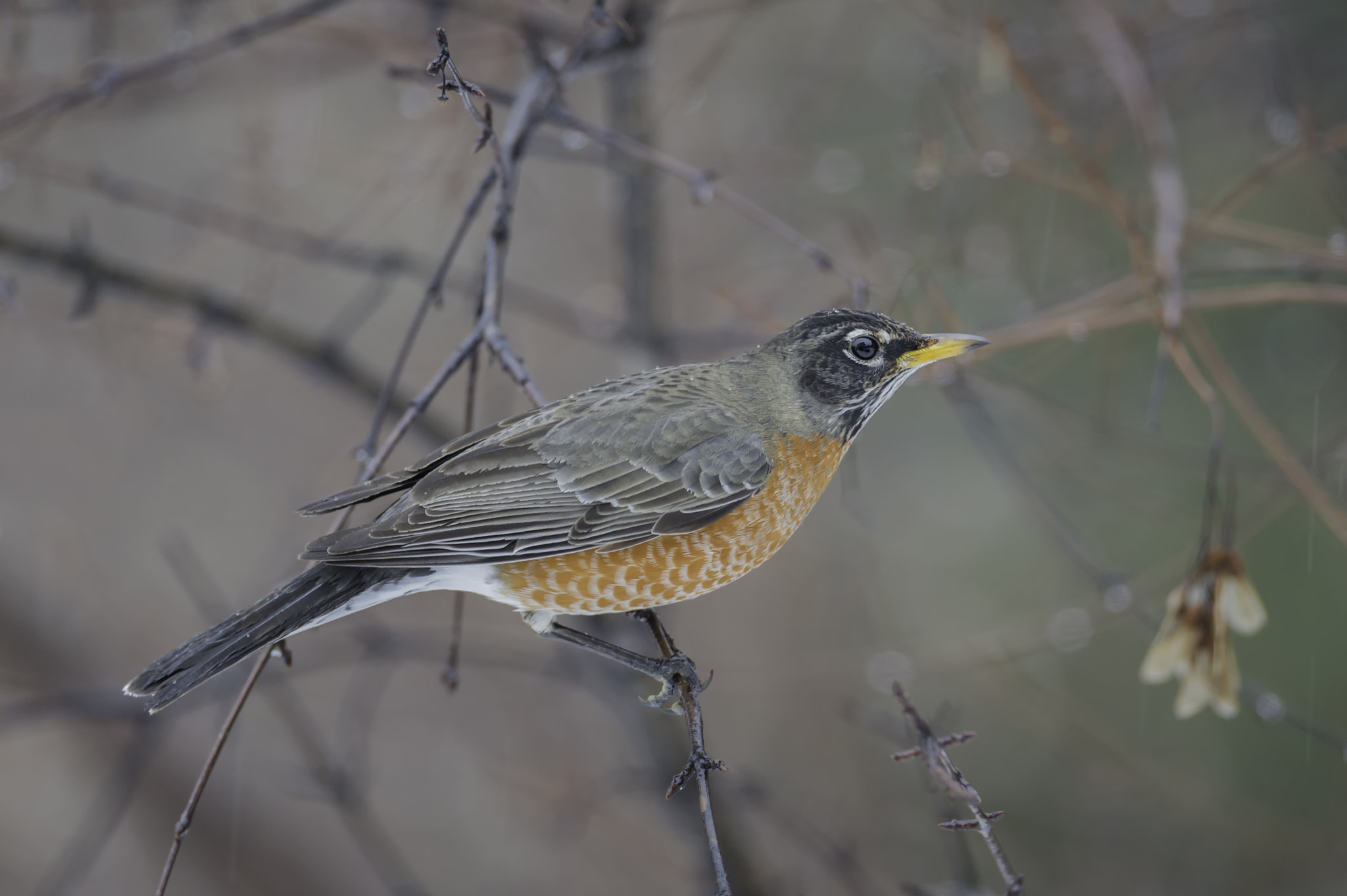 Nikon D4 + Nikon AF-S Nikkor 600mm F4G ED VR sample photo. A sign of spring... photography