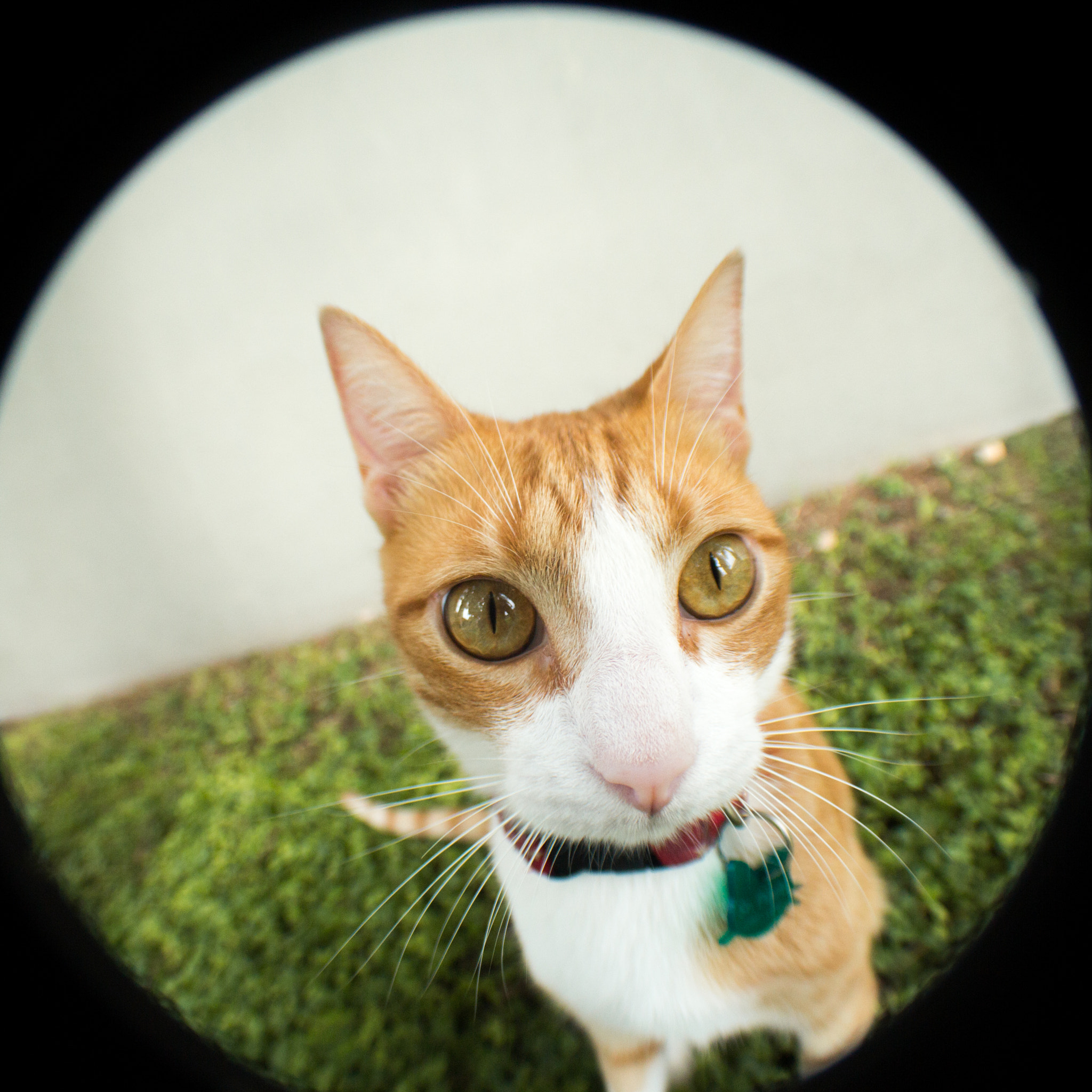 Canon EOS 650D (EOS Rebel T4i / EOS Kiss X6i) sample photo. Alien invasion started long ago with cats photography