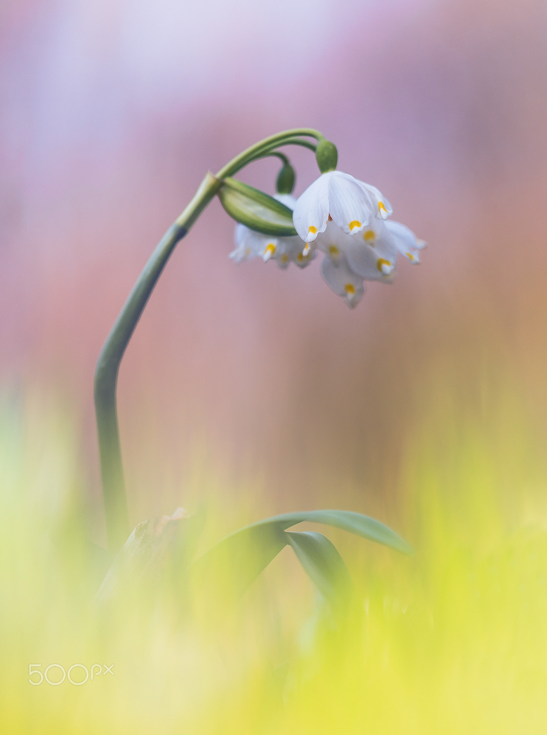 Sigma 150mm F2.8 EX DG Macro HSM sample photo. Spring snowflake (leucojum vernum) photography