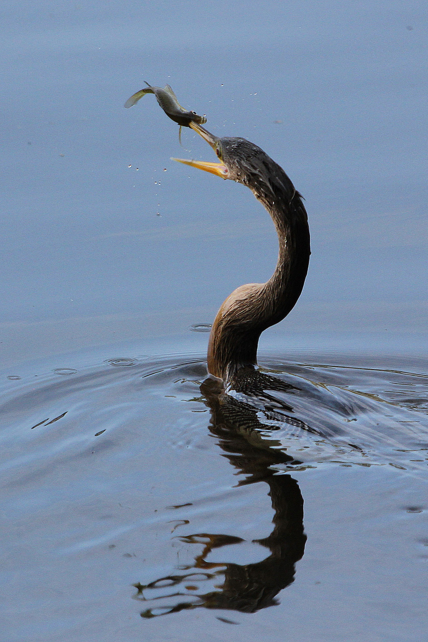 Canon EOS 550D (EOS Rebel T2i / EOS Kiss X4) + Canon EF 70-300 F4-5.6 IS II USM sample photo. Anhinga lunch photography