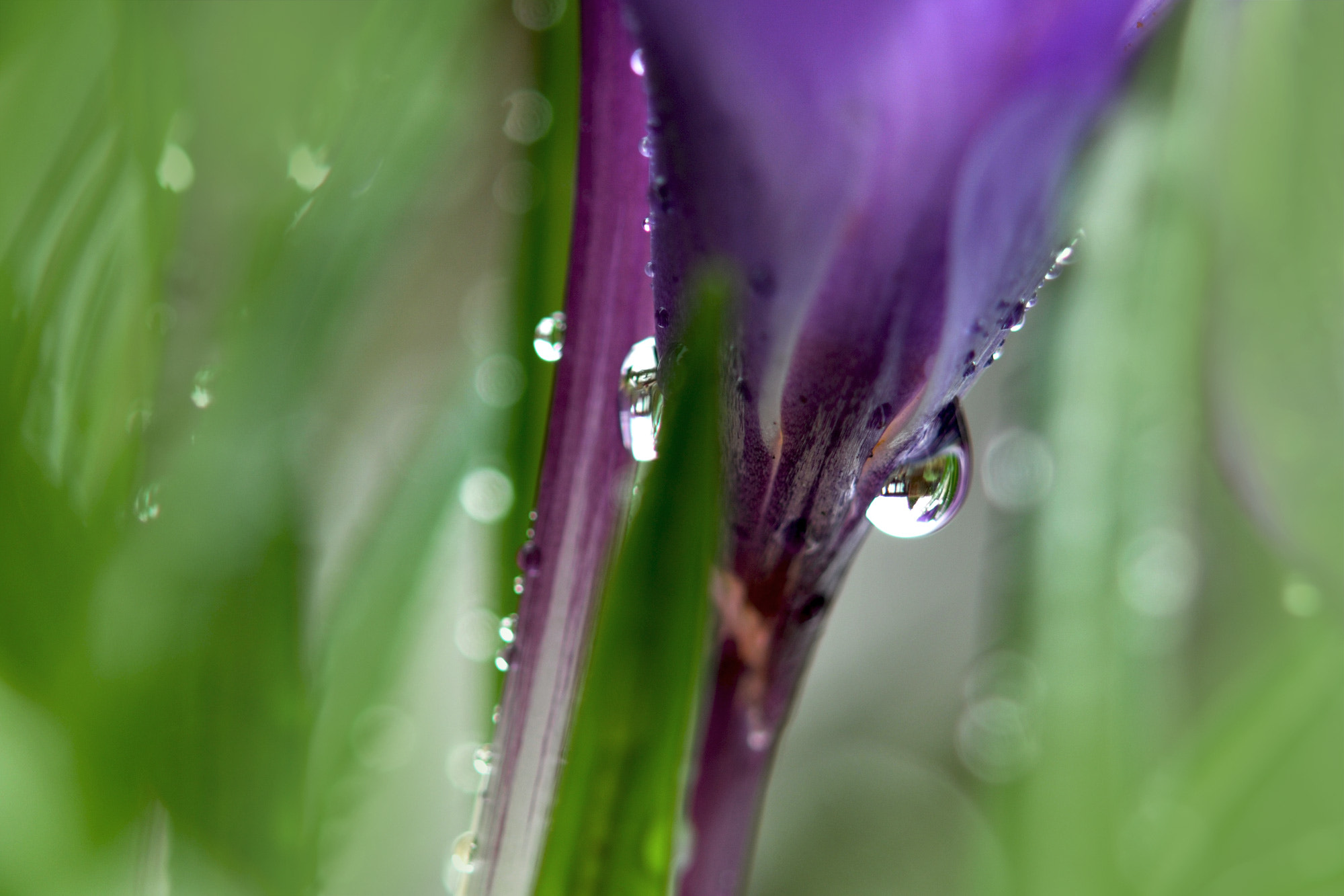 Nikon AF-S Micro-Nikkor 60mm F2.8G ED sample photo. Fond memory brings the light of other days around photography