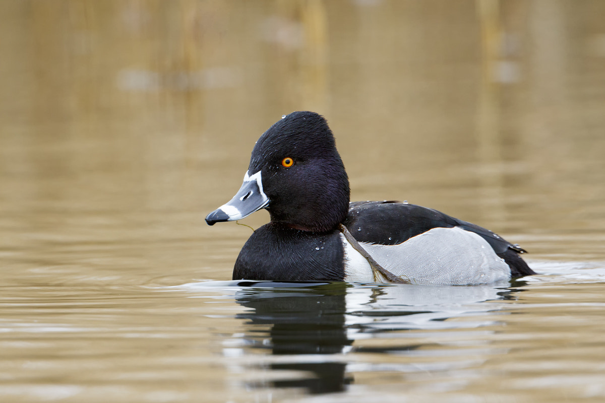 Canon EF 500mm F4L IS USM sample photo. Ring-necked duck photography